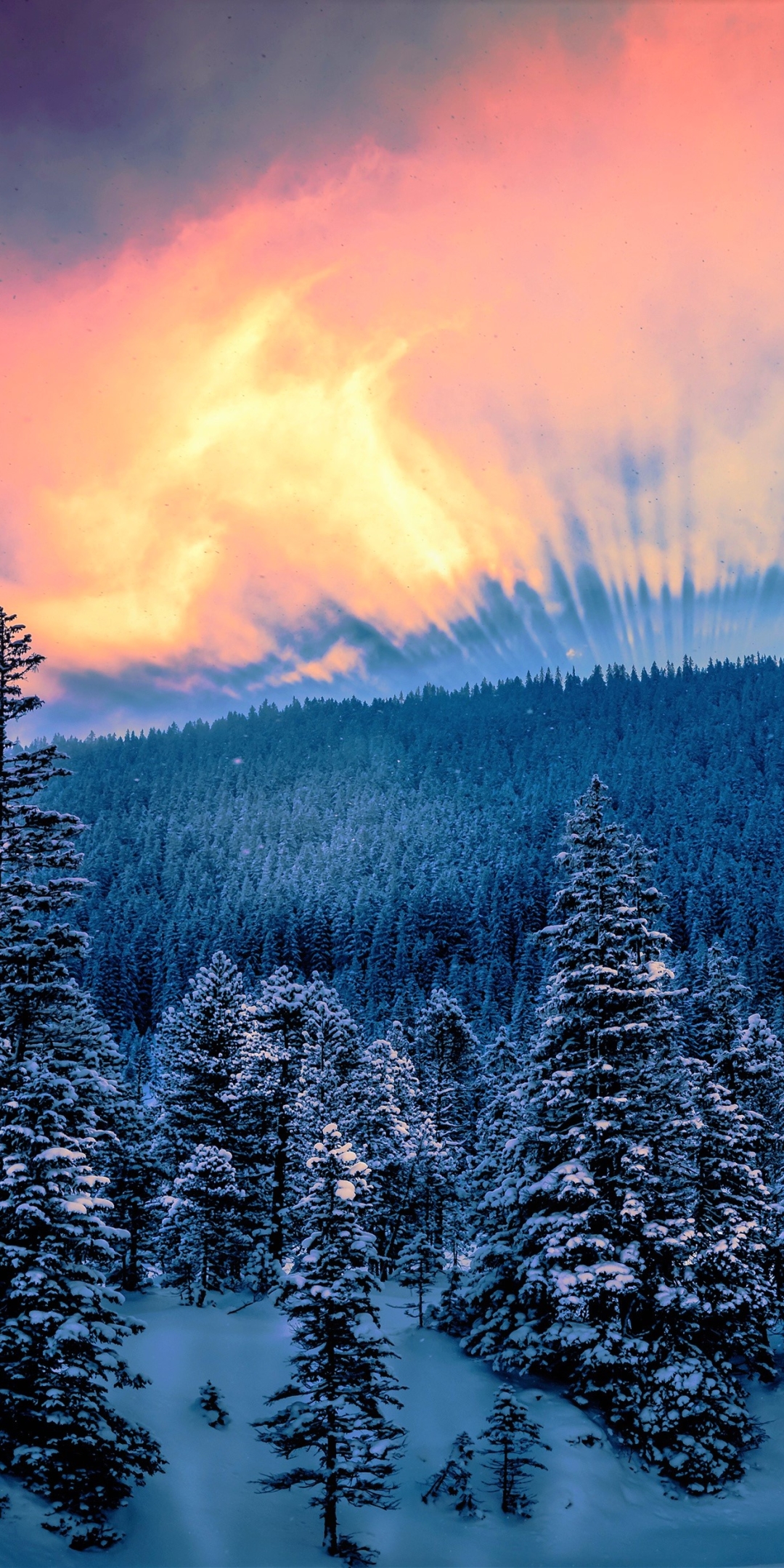 Скачать картинку Зима, Закат, Небо, Снег, Лес, Дерево, Земля/природа, Закат Солнца в телефон бесплатно.