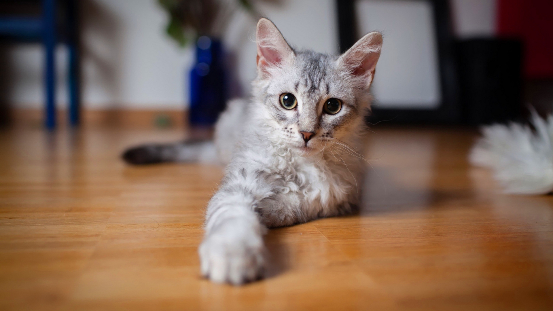 無料モバイル壁紙ネコ, 猫, 動物をダウンロードします。