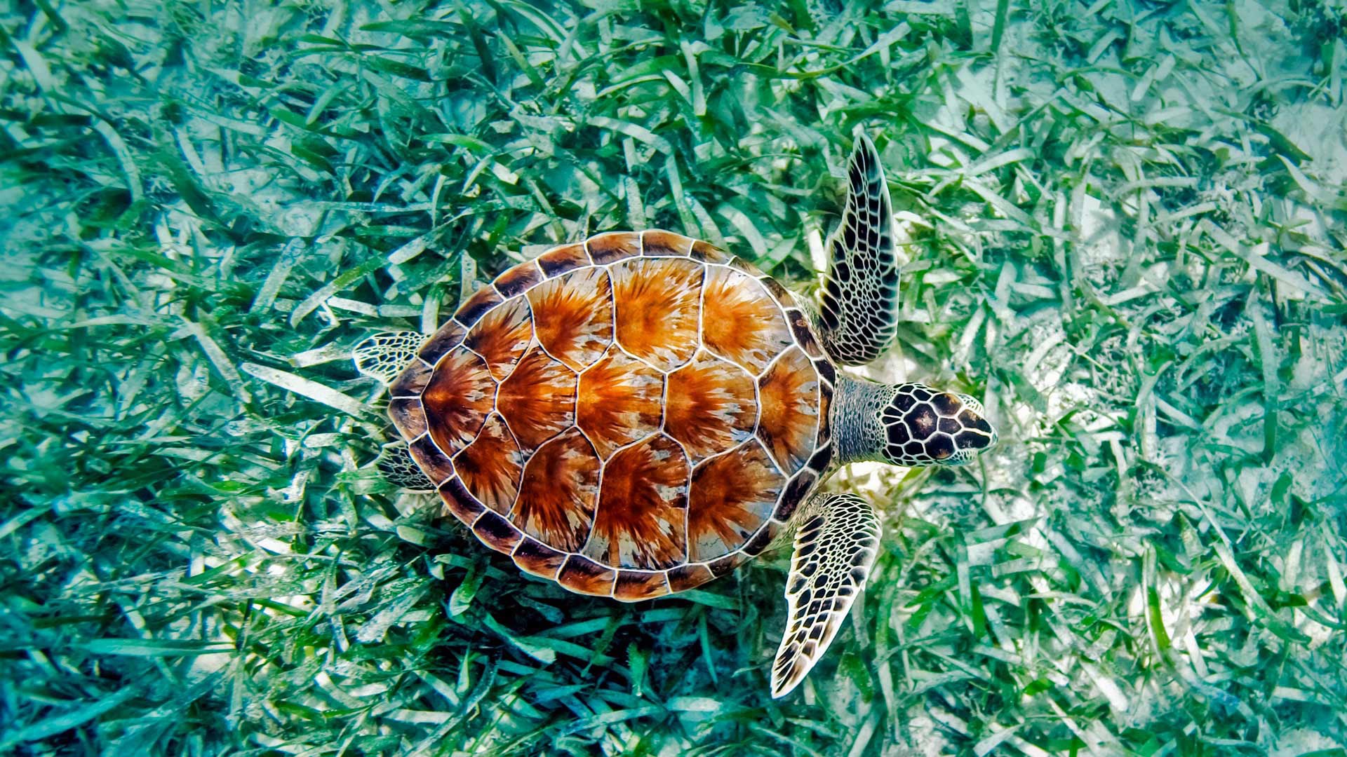 animal, sea turtle, turtles