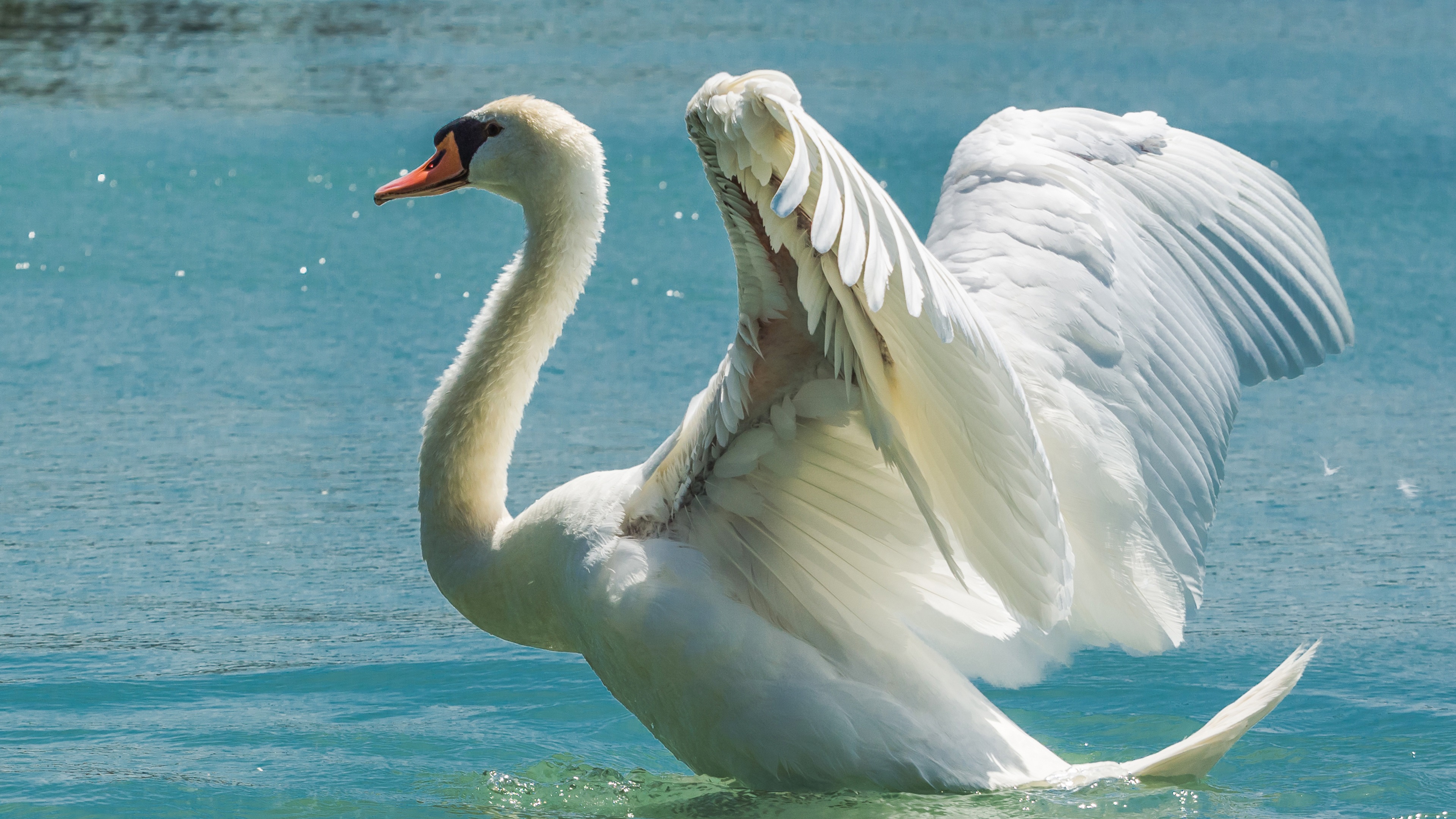 Laden Sie das Tiere, Vögel, Vogel, Flügel, Schwan, Höckerschwan-Bild kostenlos auf Ihren PC-Desktop herunter