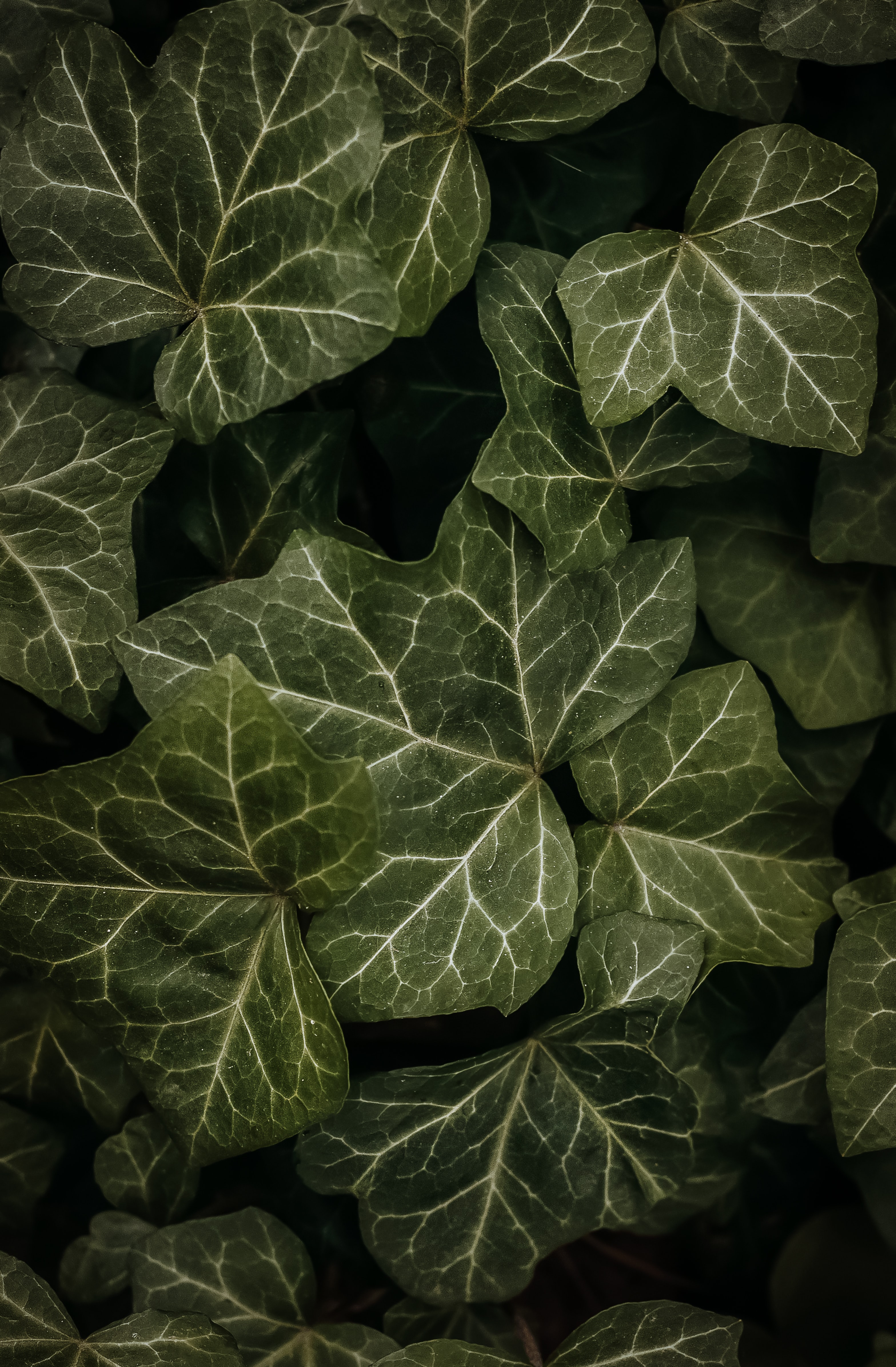 Download mobile wallpaper Leaves, Macro, Nature, Dark for free.