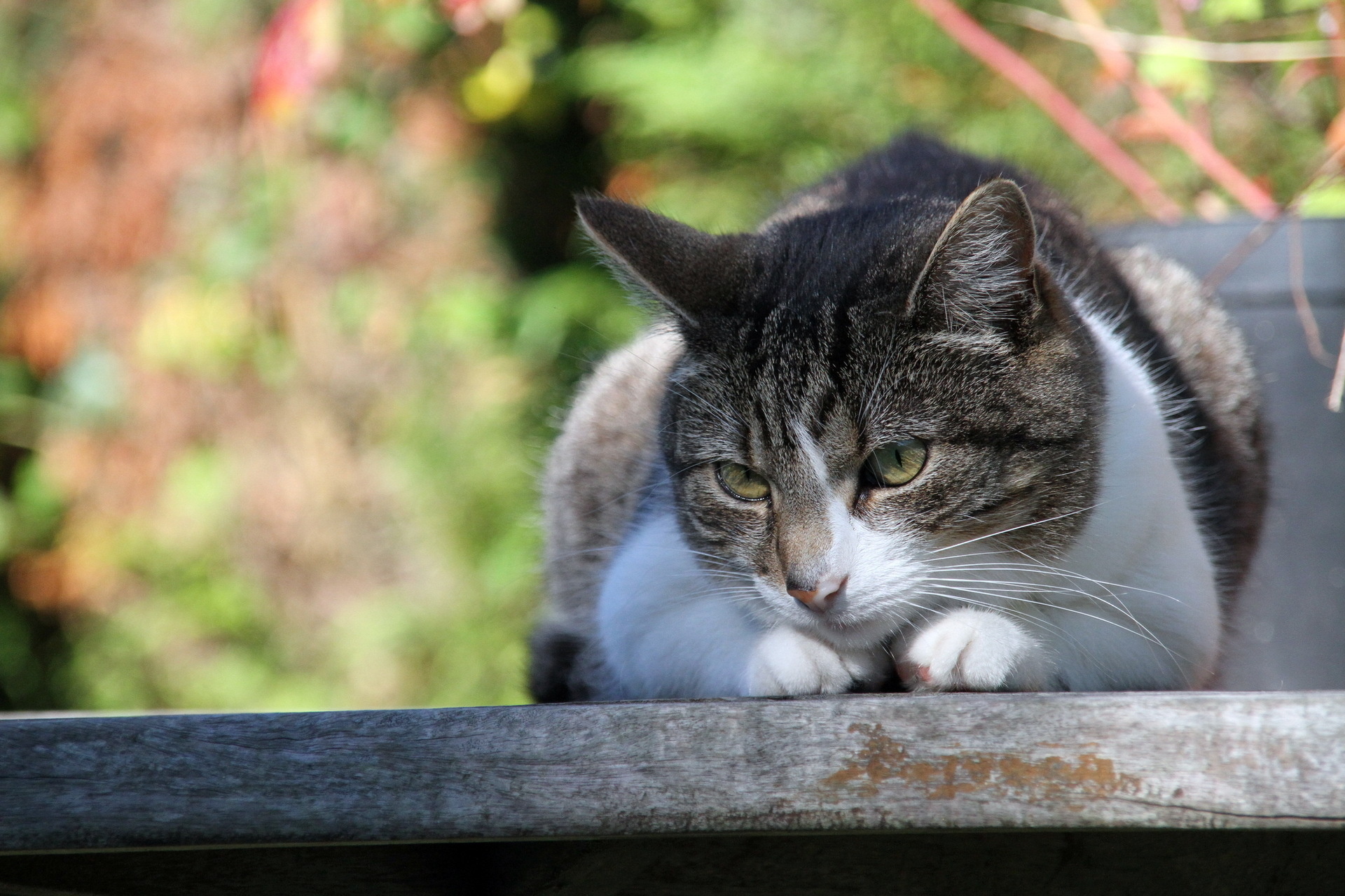 Handy-Wallpaper Tiere, Katzen, Katze kostenlos herunterladen.