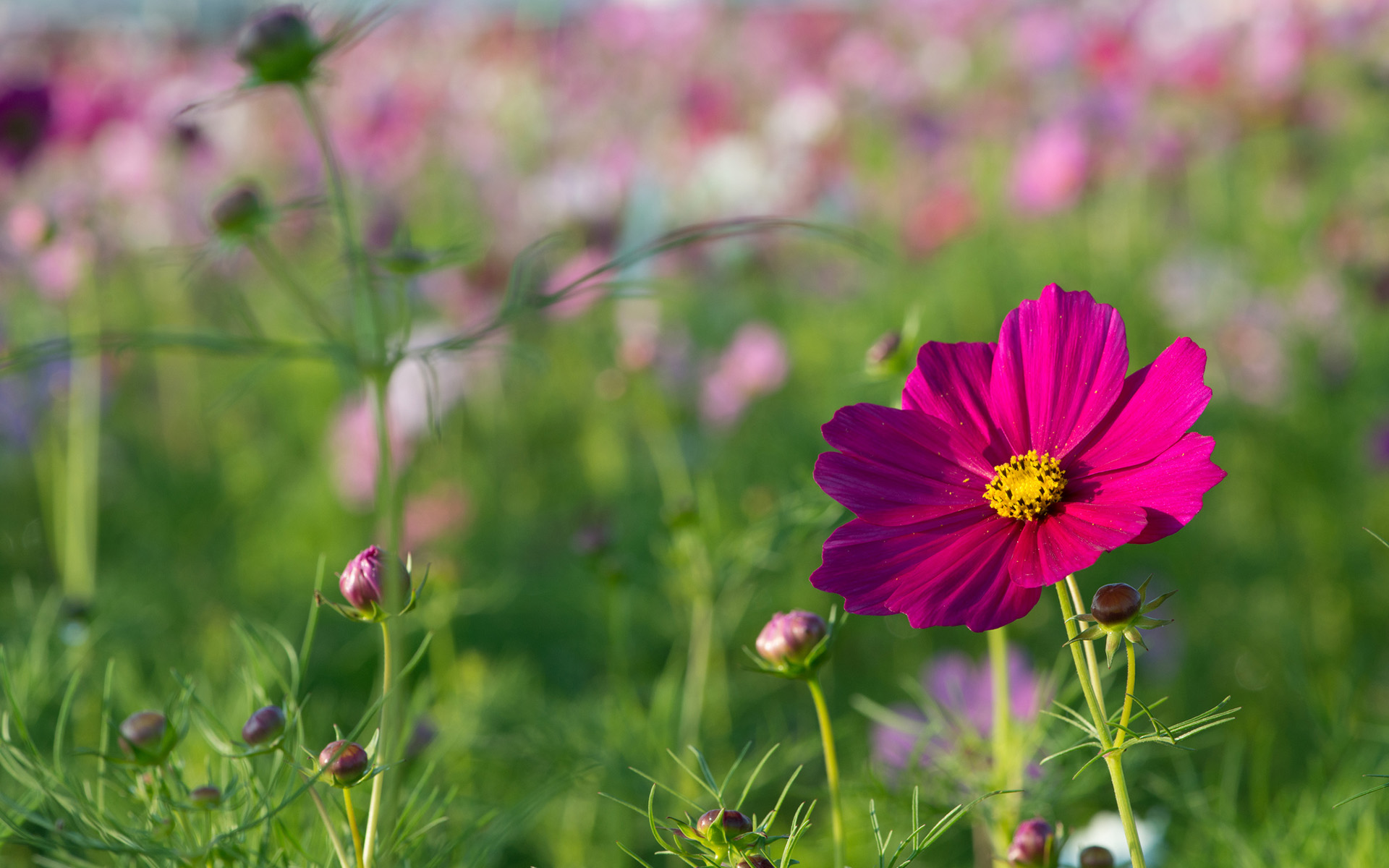 Téléchargez gratuitement l'image Fleurs, Fleur, Terre/nature sur le bureau de votre PC