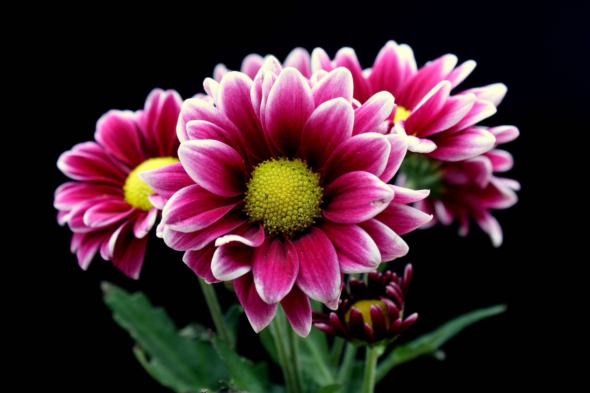 Téléchargez gratuitement l'image Fleurs, Chrysanthème, Fleur, Terre/nature, Fleur Rose sur le bureau de votre PC