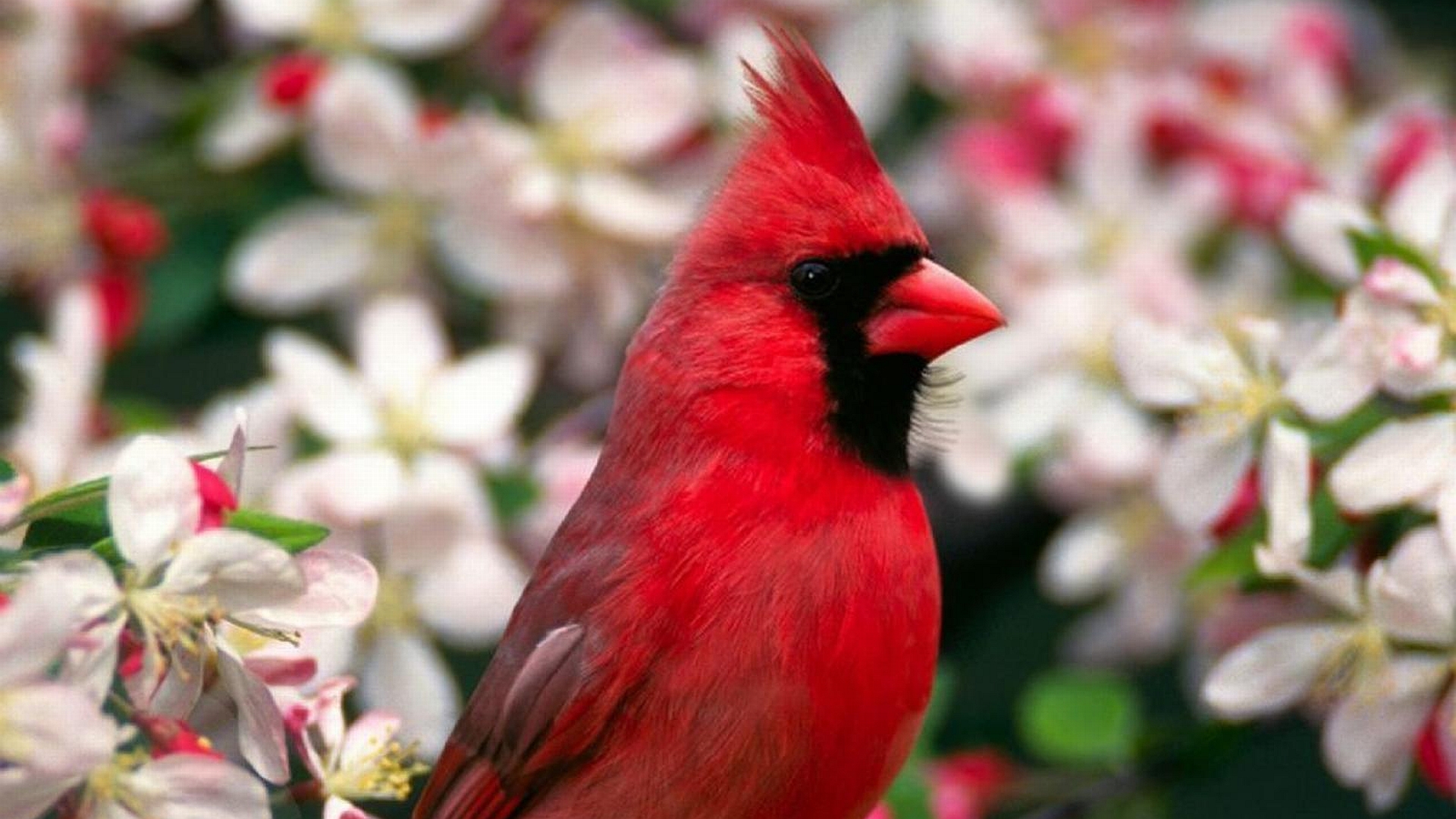 animal, cardinal, bird, birds