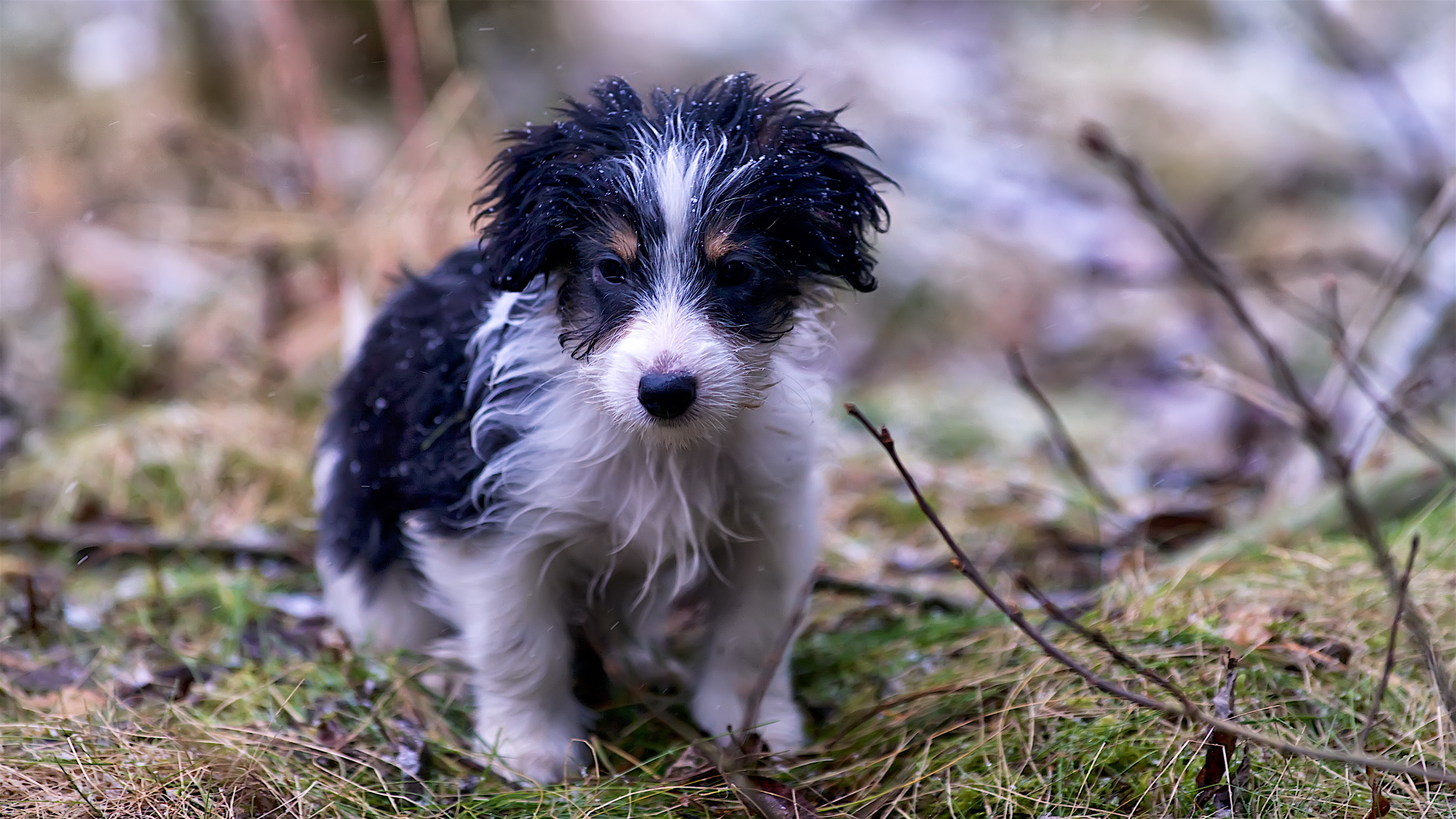 PCデスクトップに動物, 犬, 子犬, 赤ちゃん動物画像を無料でダウンロード