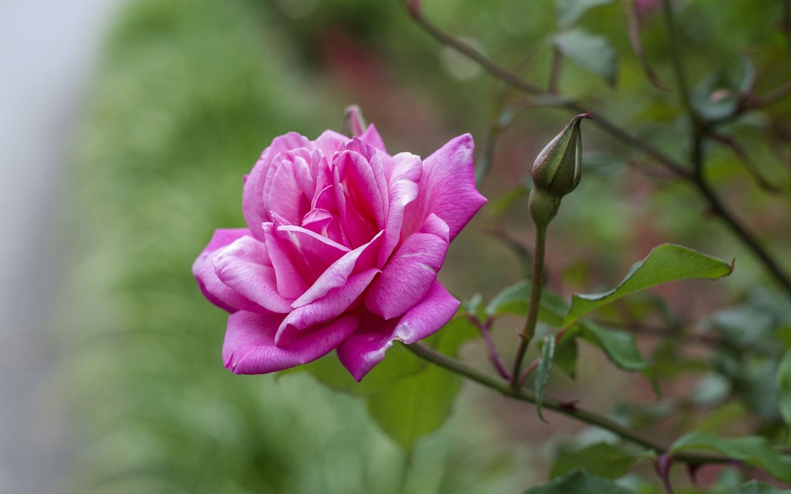 Free download wallpaper Branch, Rose Flower, Rose, Petals, Flowers on your PC desktop