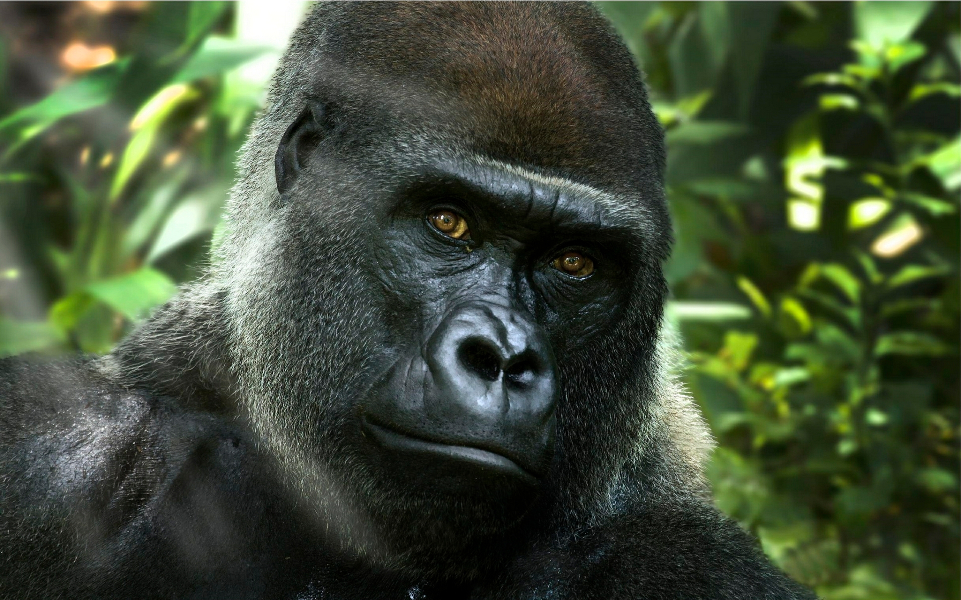 Téléchargez gratuitement l'image Animaux, Singes, Gorille sur le bureau de votre PC
