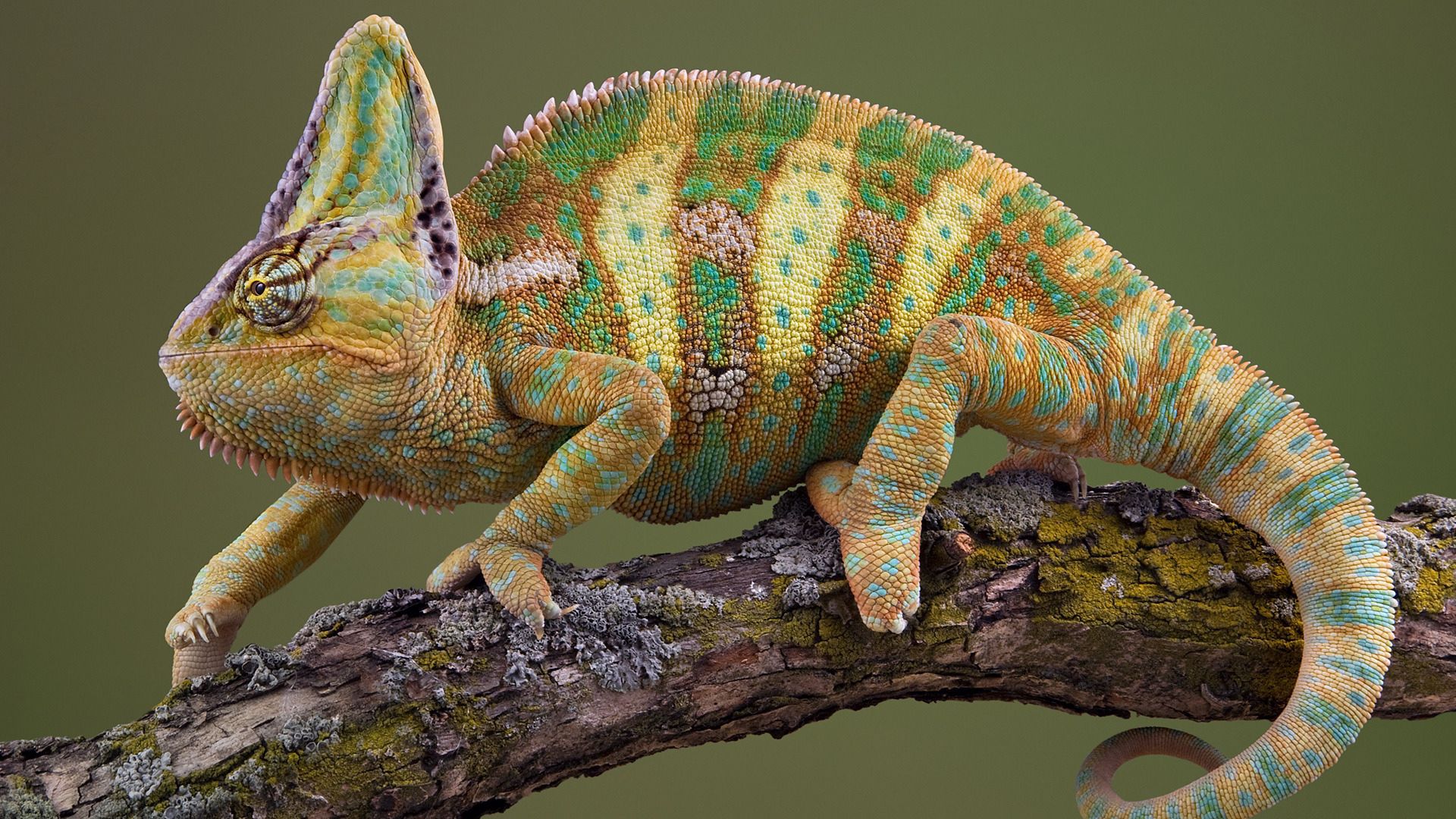 color, animals, branch, striped, moss, chameleon, crawl Full HD