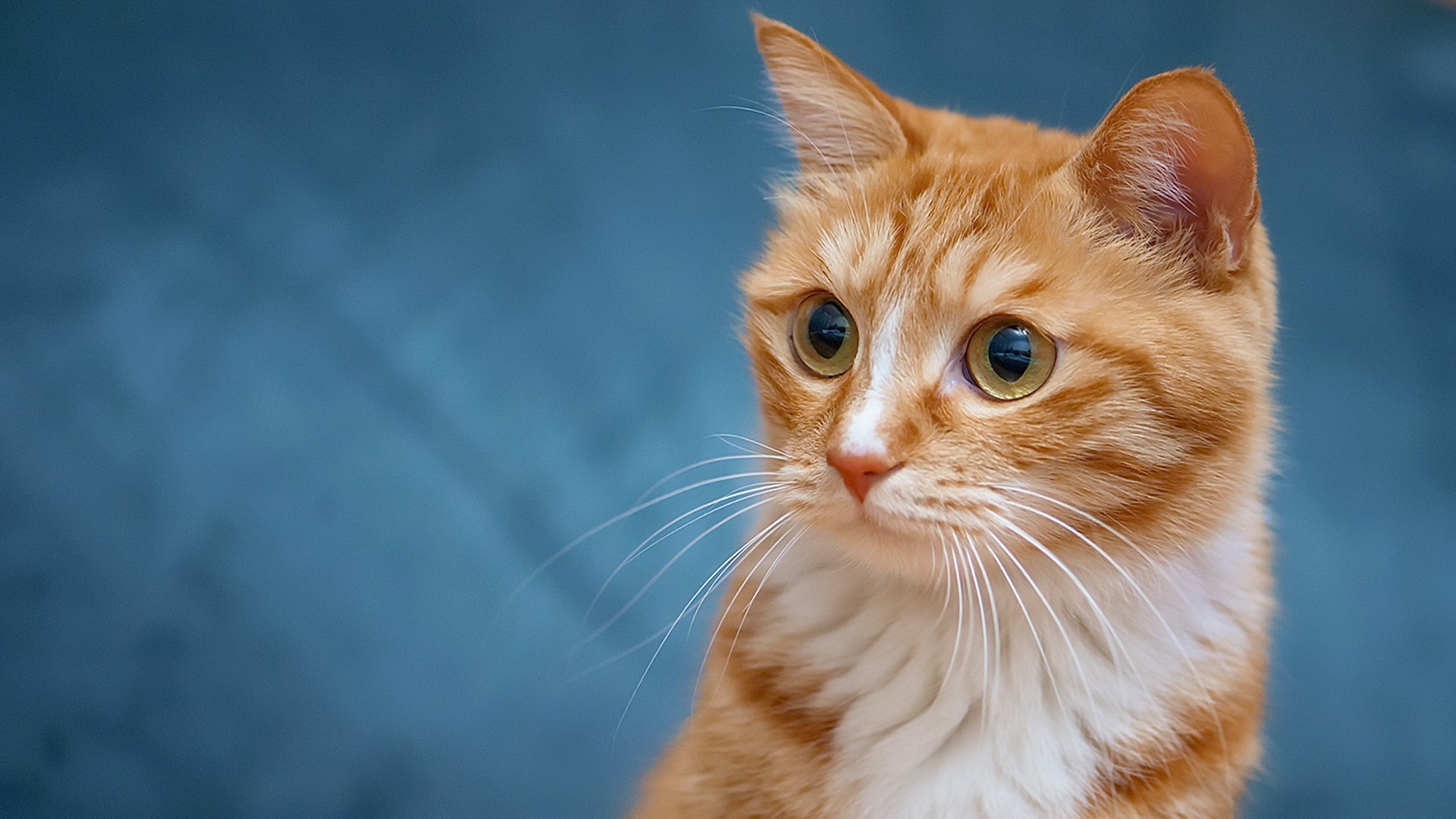 Baixe gratuitamente a imagem Animais, Gatos, Gato na área de trabalho do seu PC