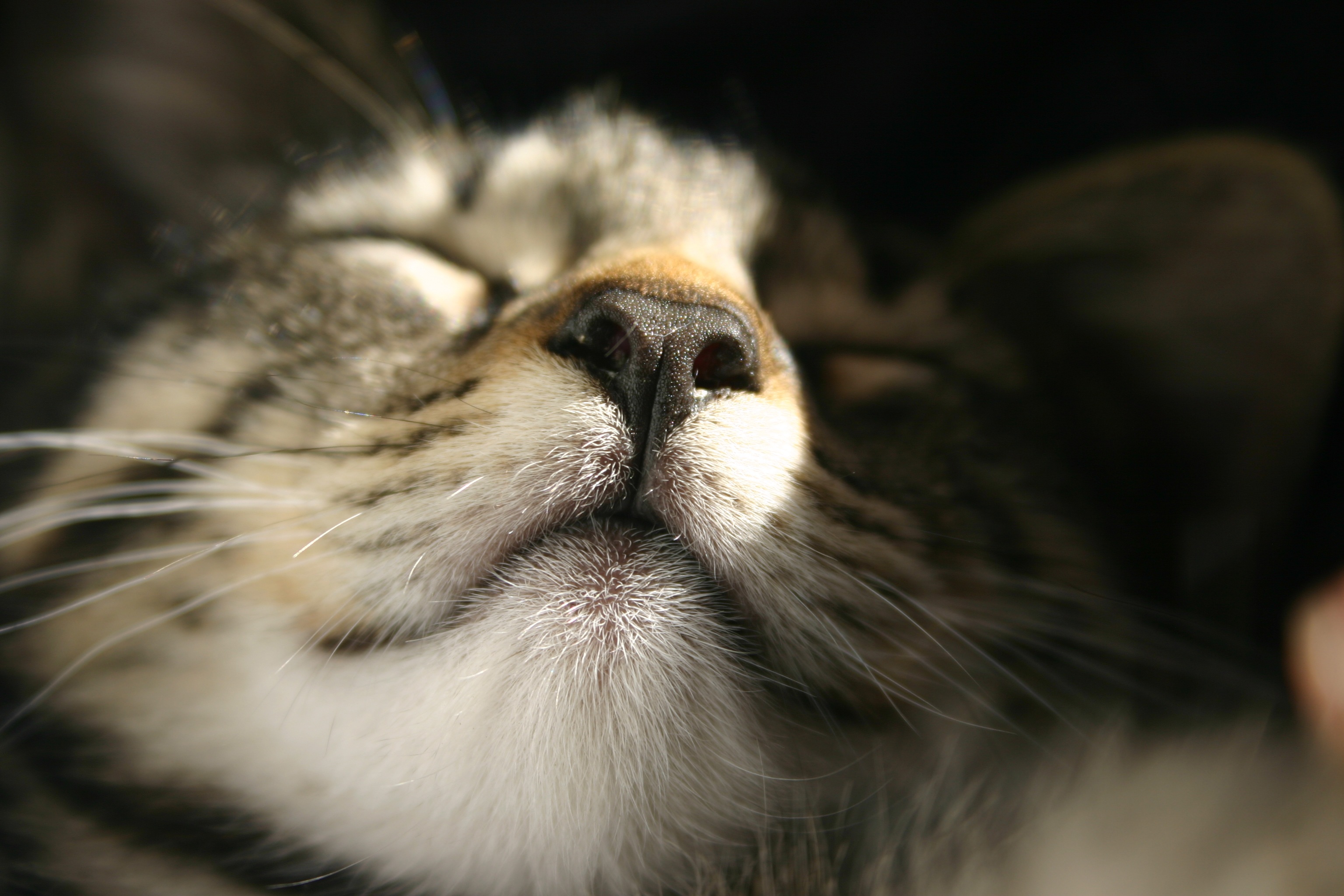Laden Sie das Tiere, Katzen, Katze, Schnauze, Nahansicht-Bild kostenlos auf Ihren PC-Desktop herunter