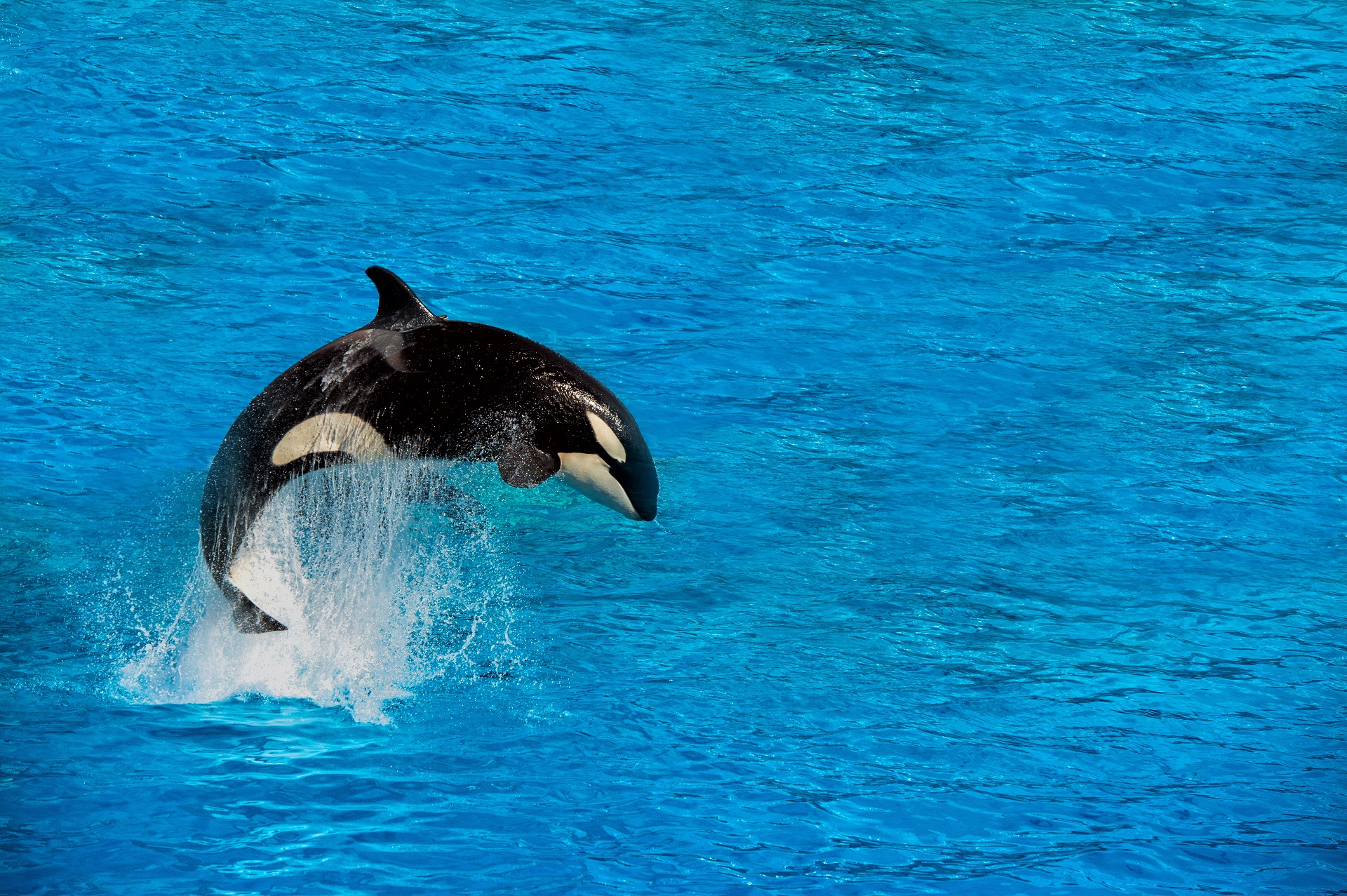 763375壁紙のダウンロード動物, シャチ, 鯨-スクリーンセーバーと写真を無料で