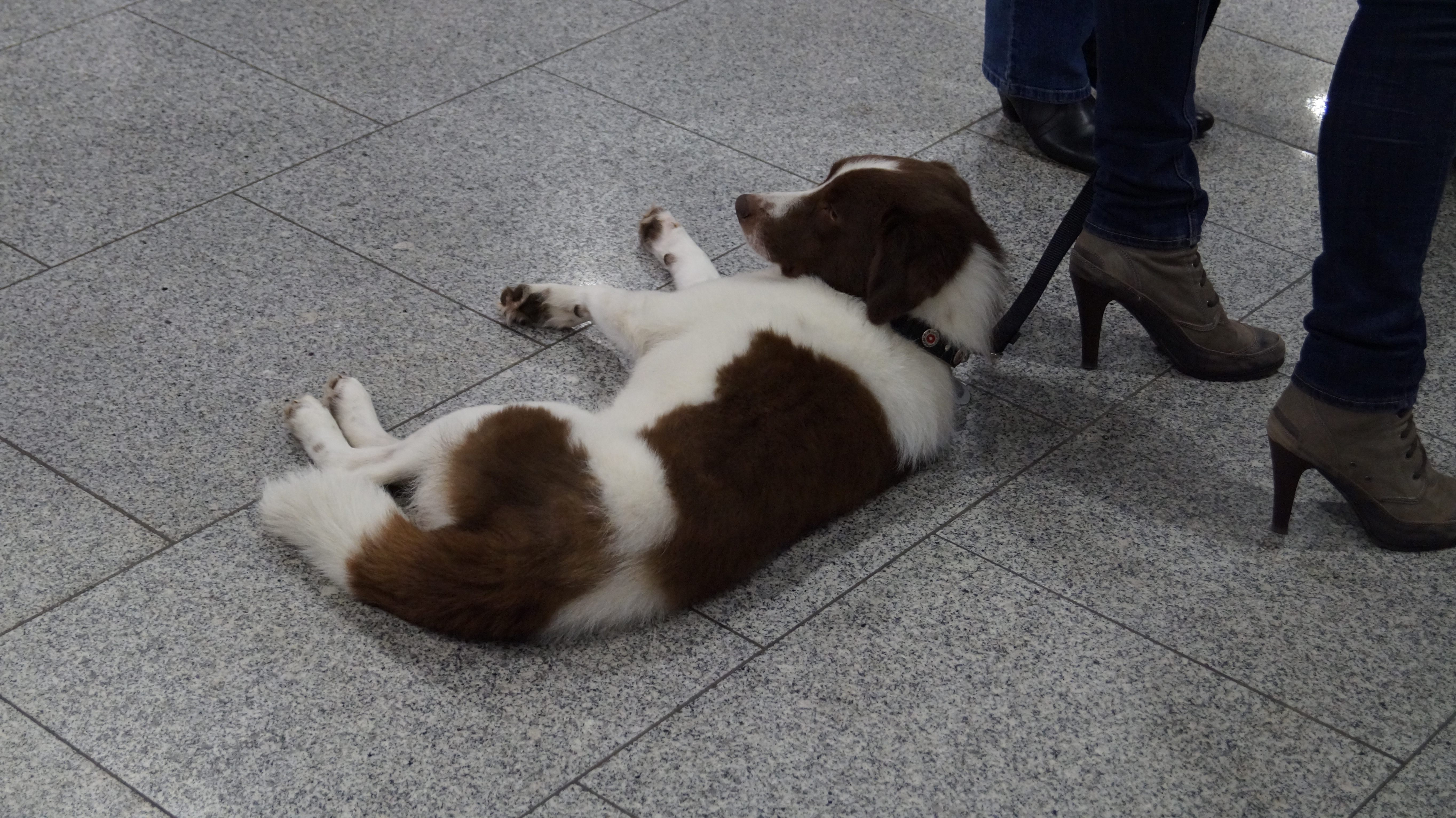 Téléchargez gratuitement l'image Animaux, Chien sur le bureau de votre PC