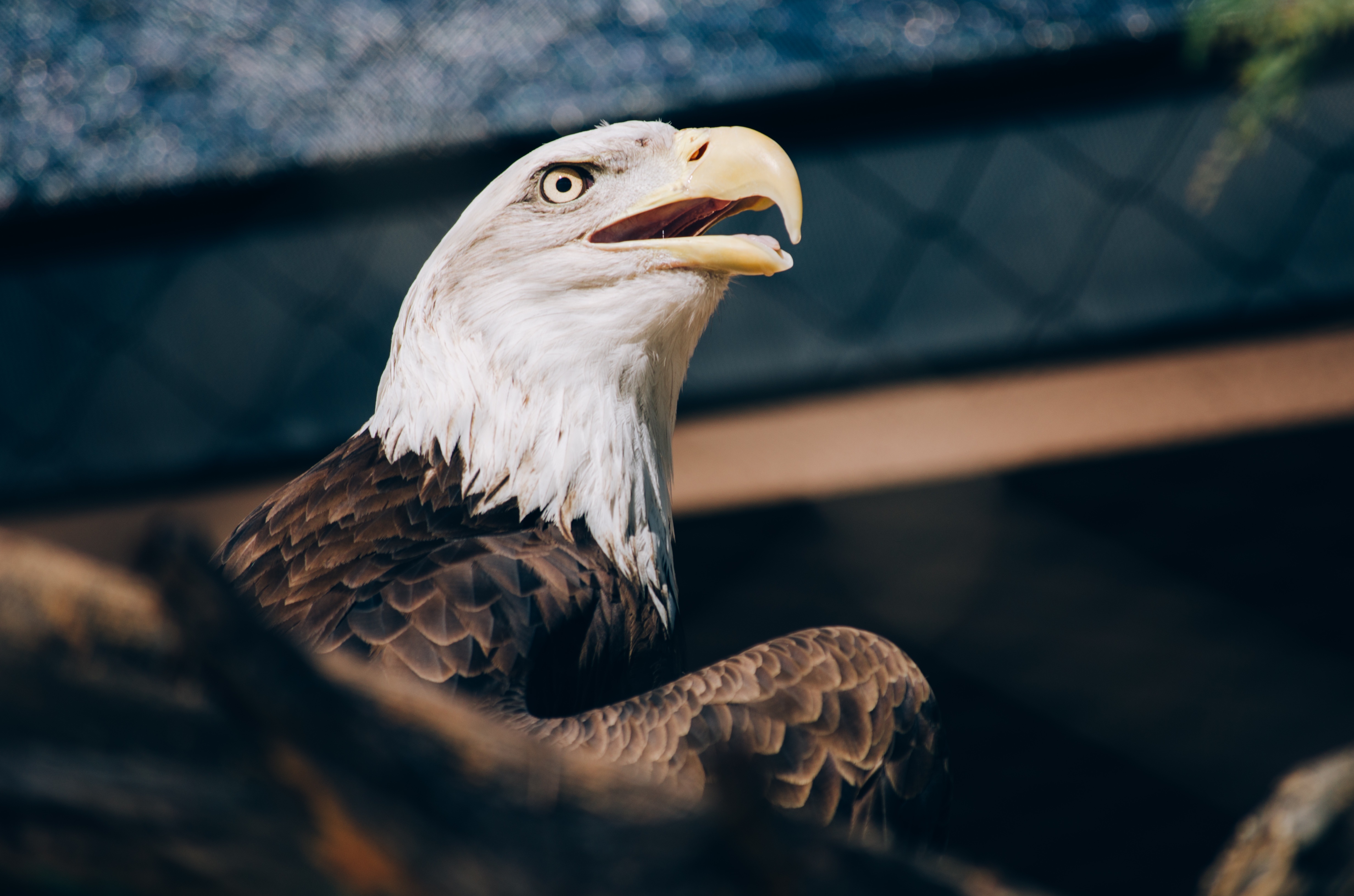 white headed eagle, animals, bird, beak, predator, eagle, bald eagle HD wallpaper