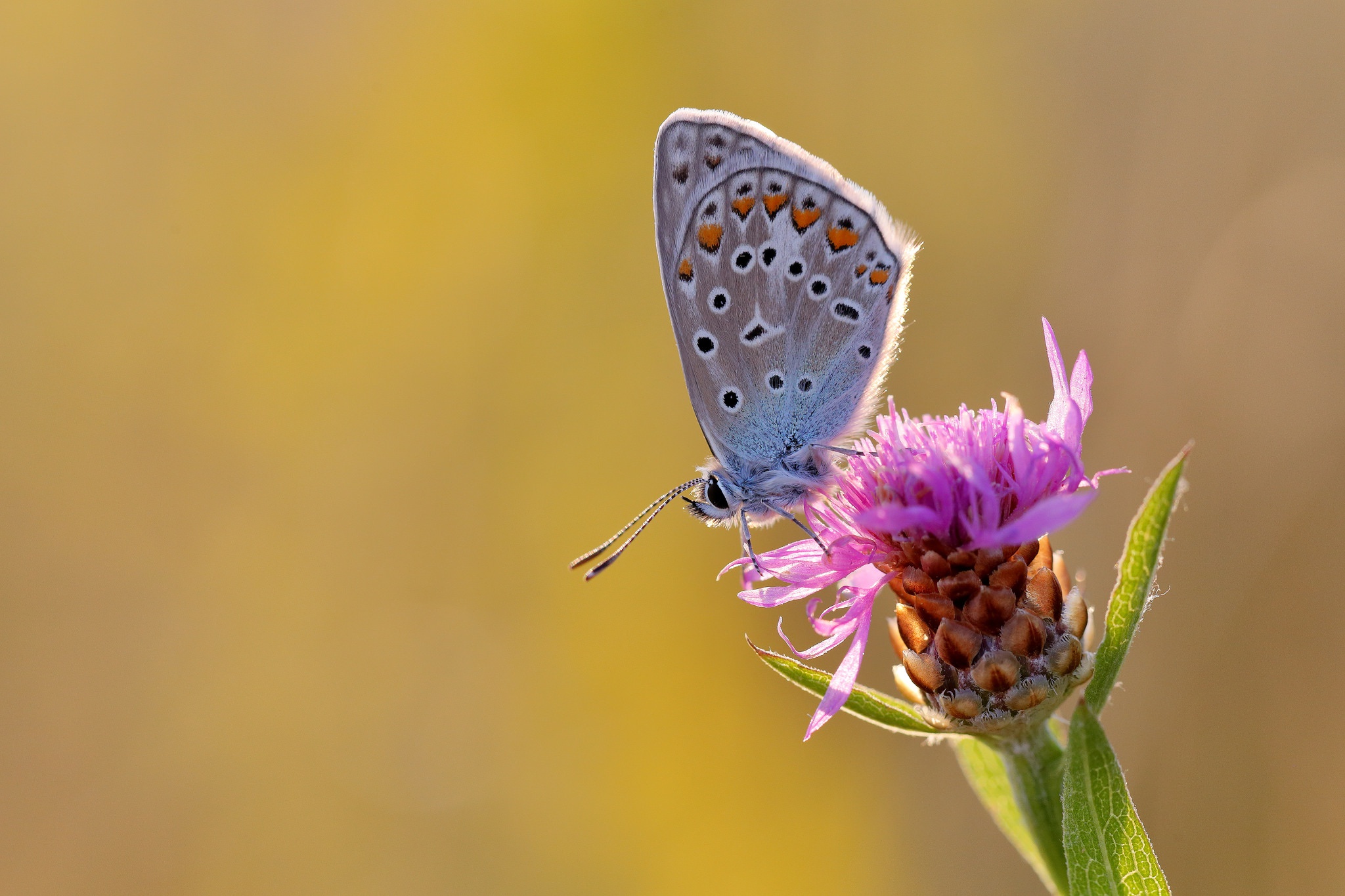 Download mobile wallpaper Flower, Macro, Insect, Butterfly, Animal for free.