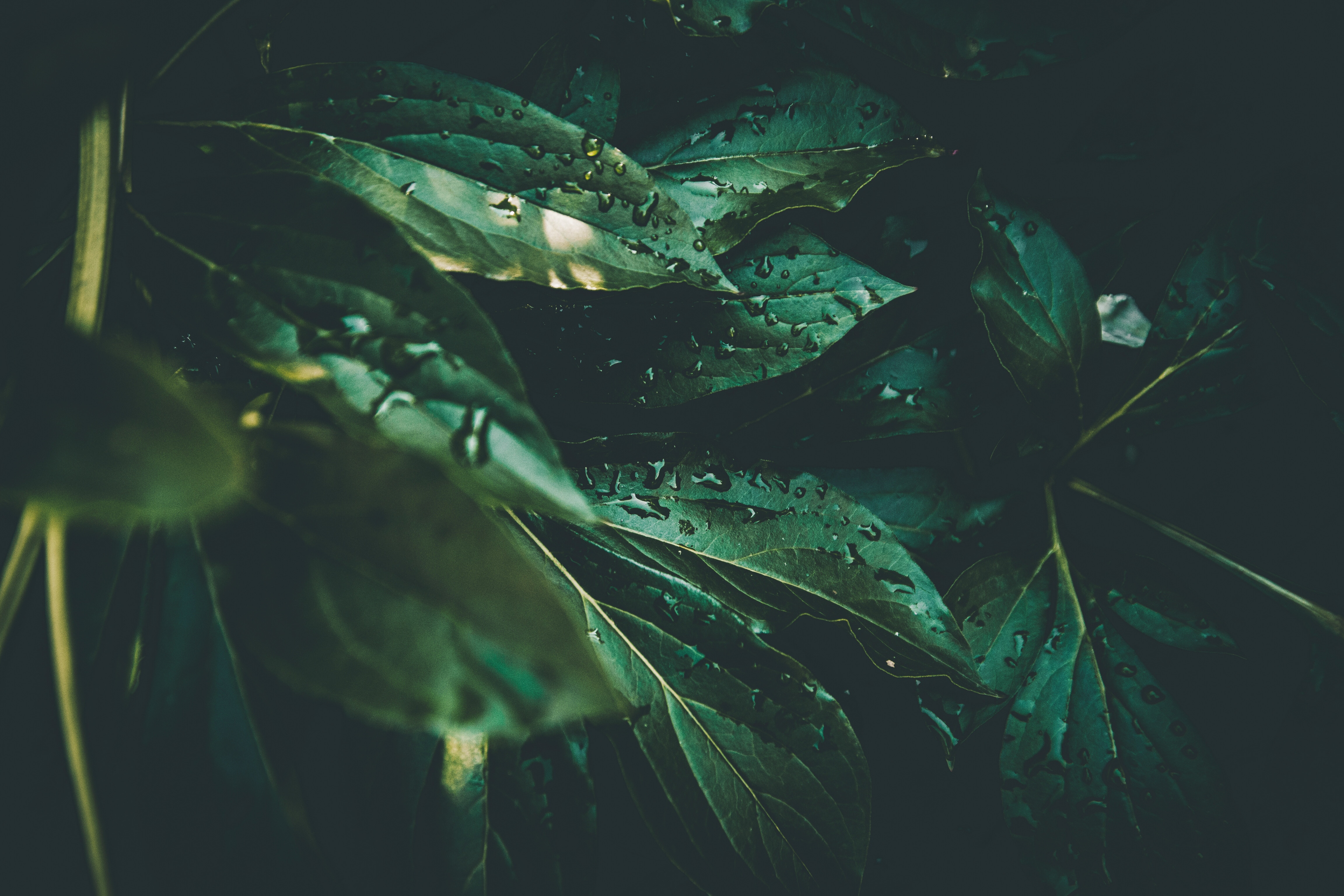 dew, drops, green, leaves, plant, macro, moisture cellphone