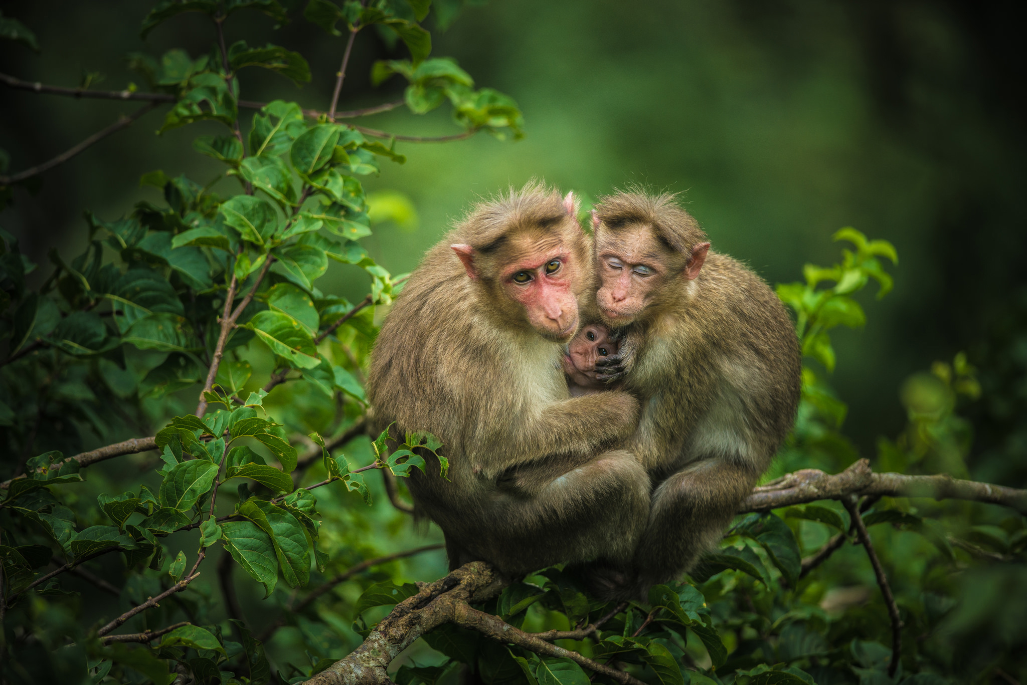 Baixar papel de parede para celular de Animais, Macacos, Macaco, Animal Bebê gratuito.