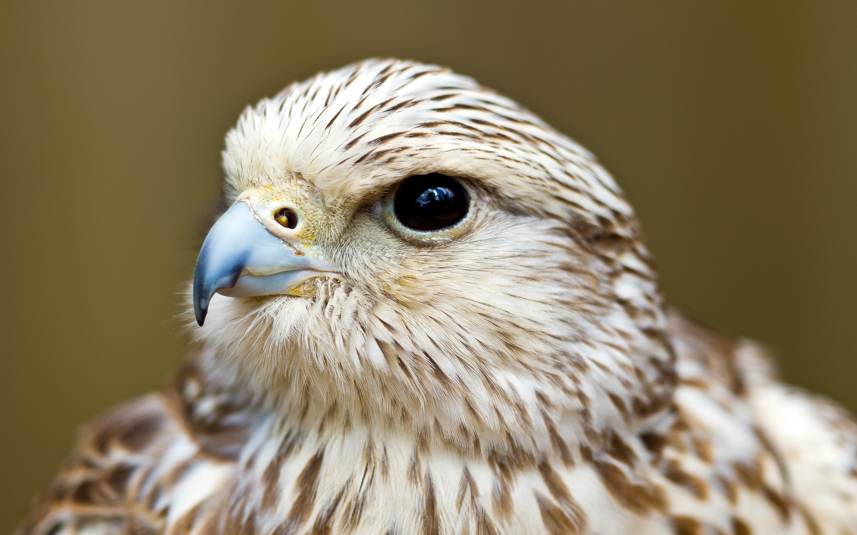 Download mobile wallpaper Falcon, Birds, Animal for free.
