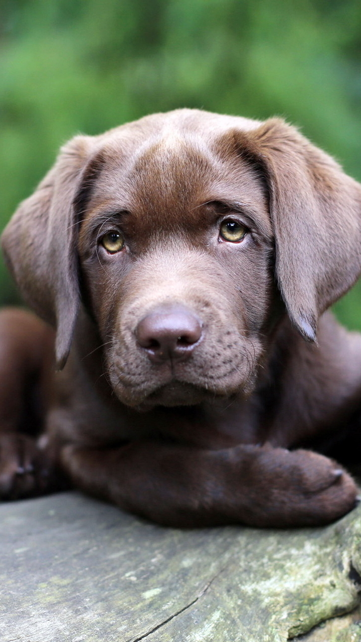 無料モバイル壁紙動物, 犬, 子犬, 可愛いをダウンロードします。