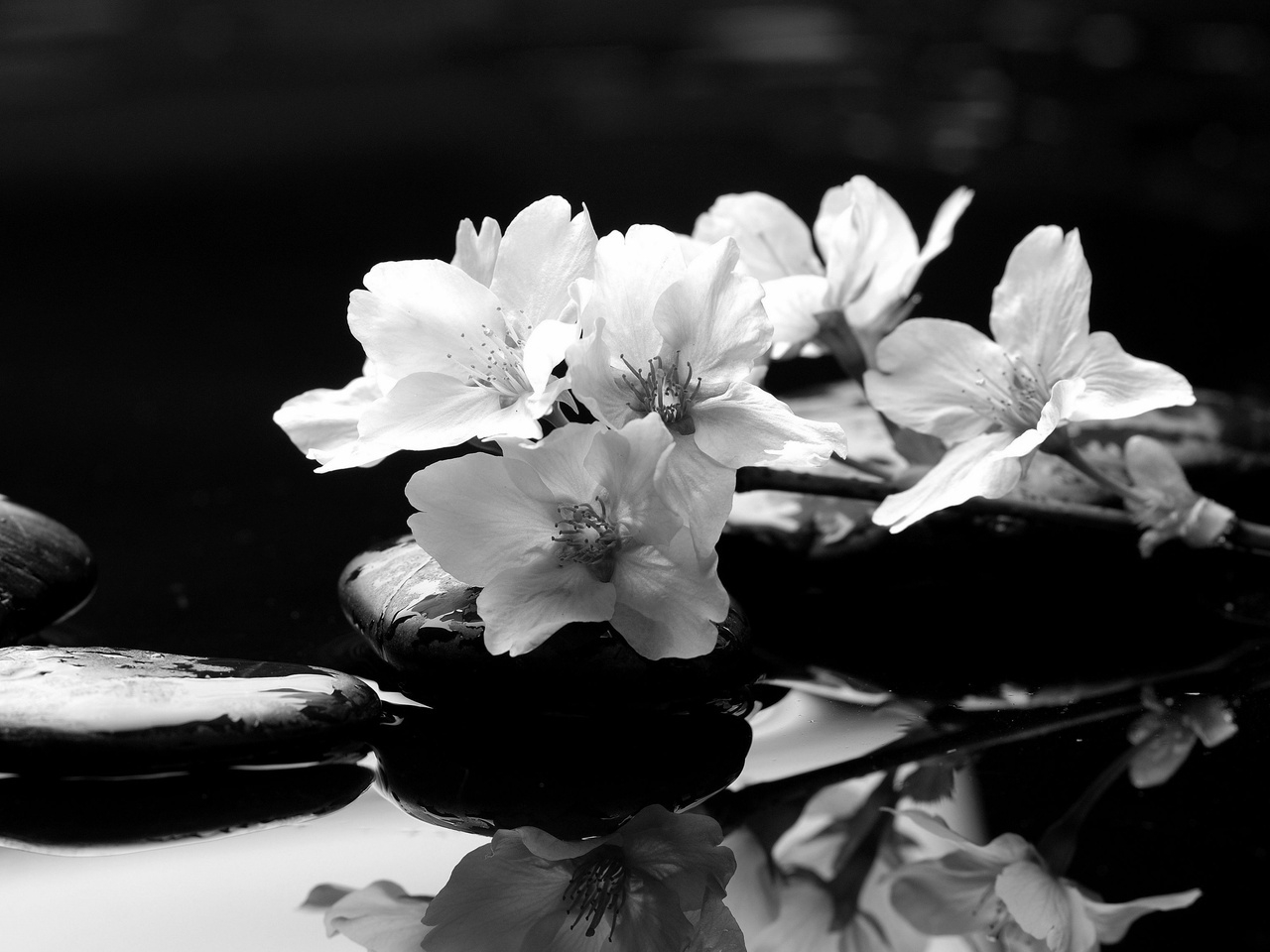 Скачати мобільні шпалери Квіти, Рослини безкоштовно.