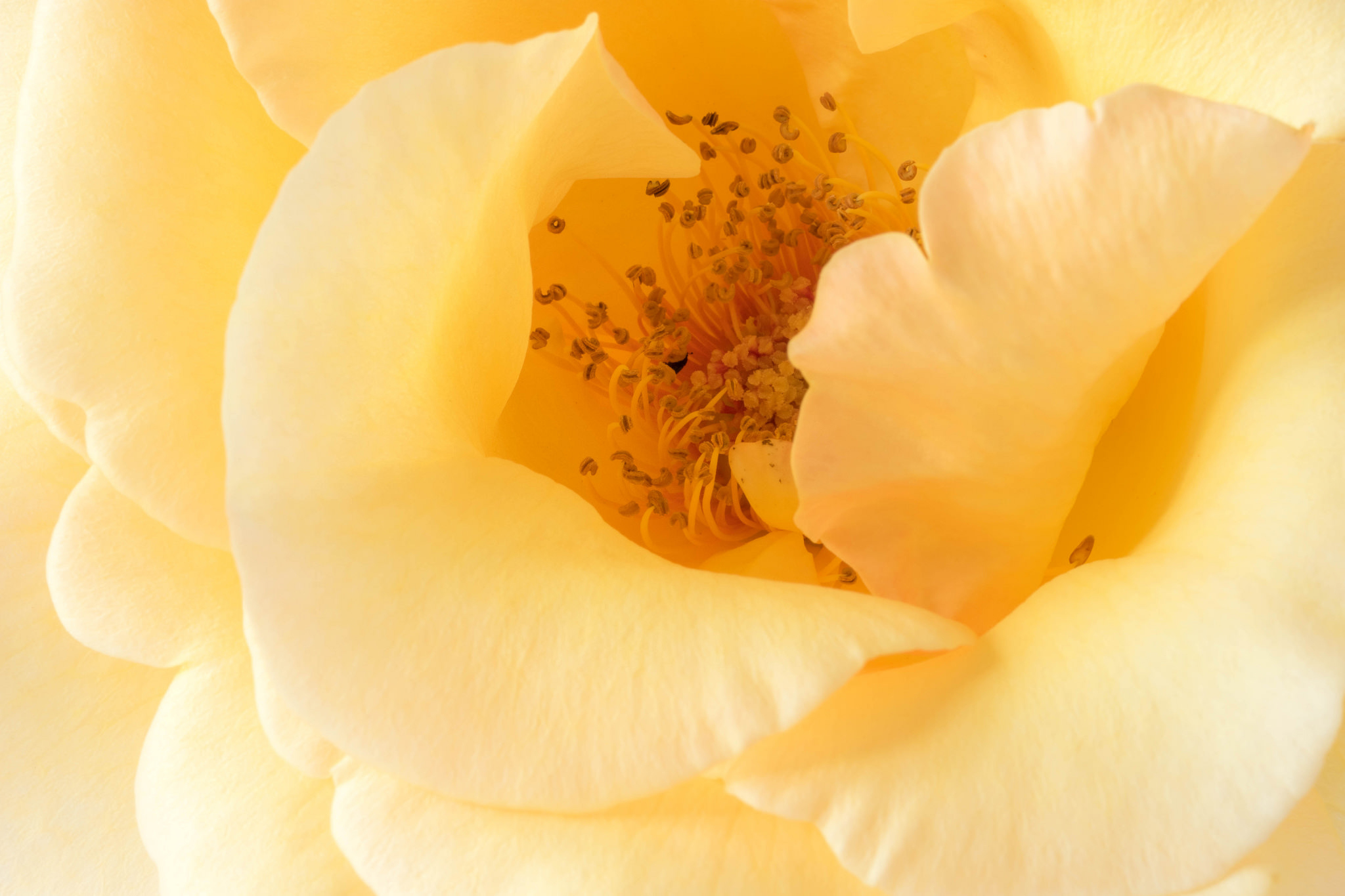 Descarga gratis la imagen Flores, Rosa, Pétalo, Rosa Amarilla, Tierra/naturaleza, Macrofotografía en el escritorio de tu PC