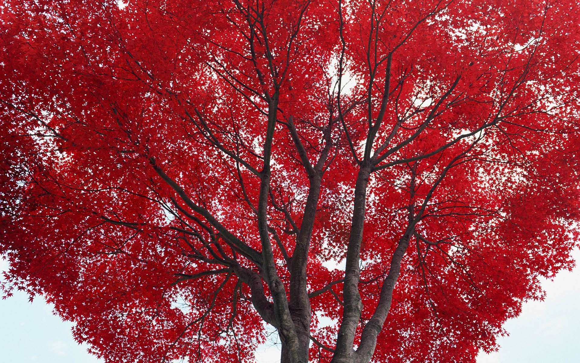 Скачать обои бесплатно Деревья, Листья, Растения картинка на рабочий стол ПК