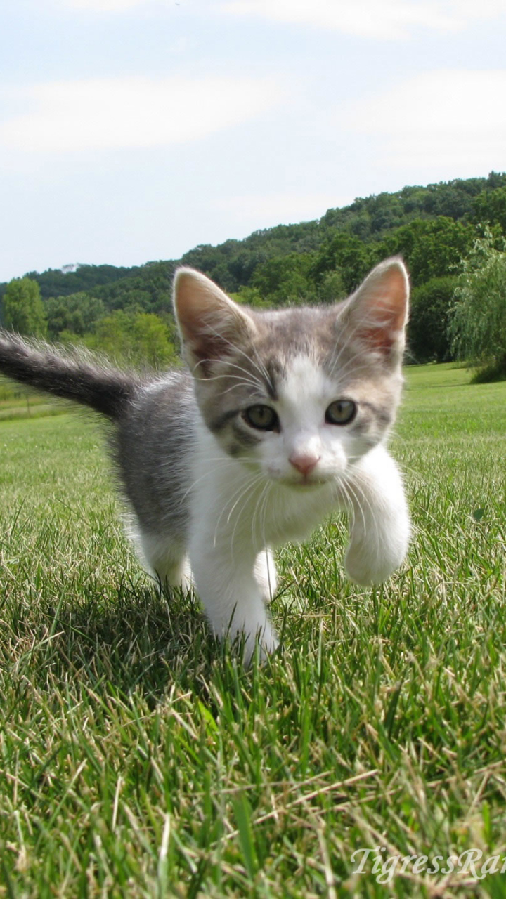 Скачати мобільні шпалери Кішка, Кошеня, Тварина, Коти безкоштовно.