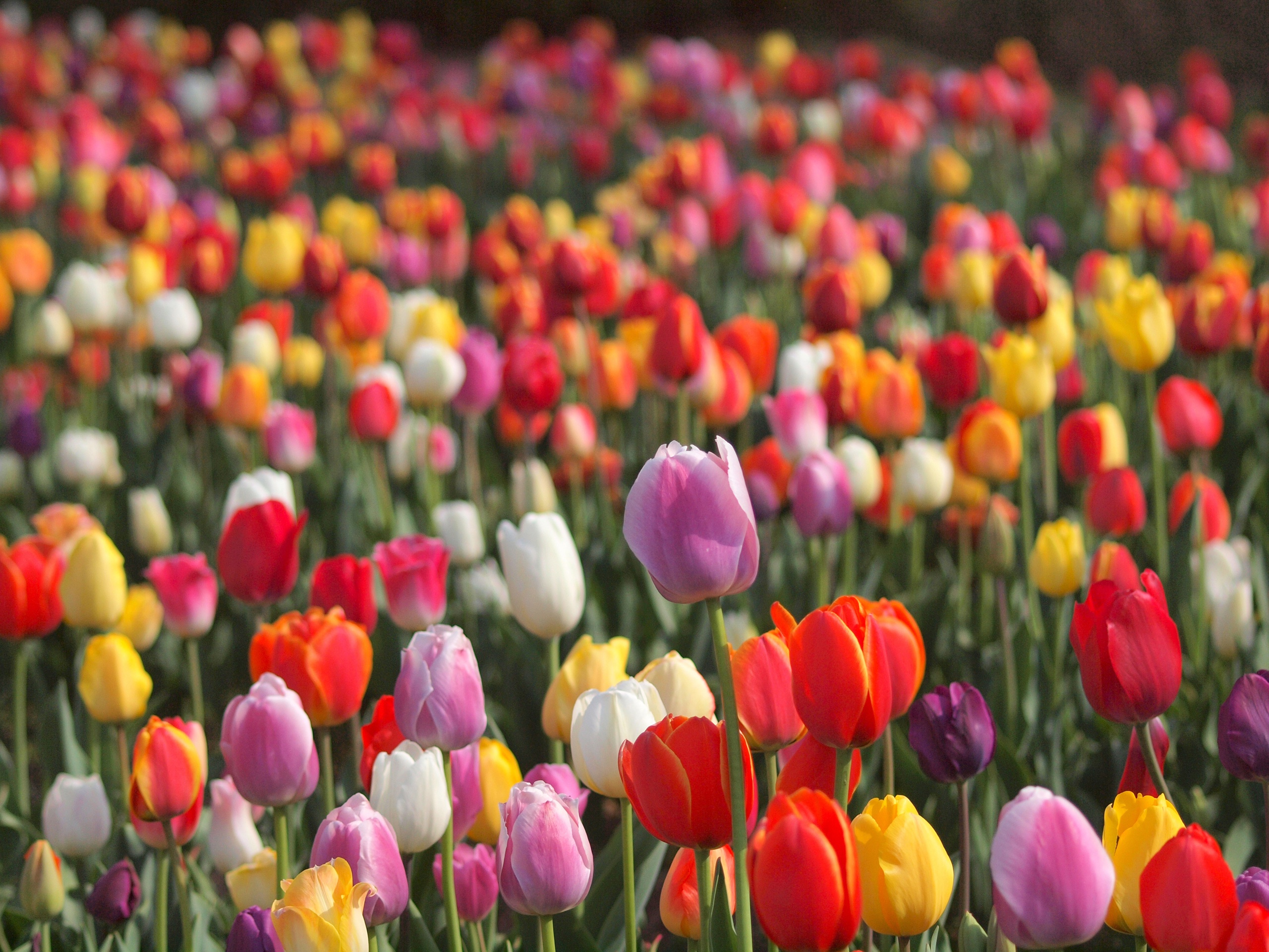 Free download wallpaper Nature, Flowers, Flower, Earth, Tulip, Yellow Flower, White Flower, Red Flower, Pink Flower on your PC desktop