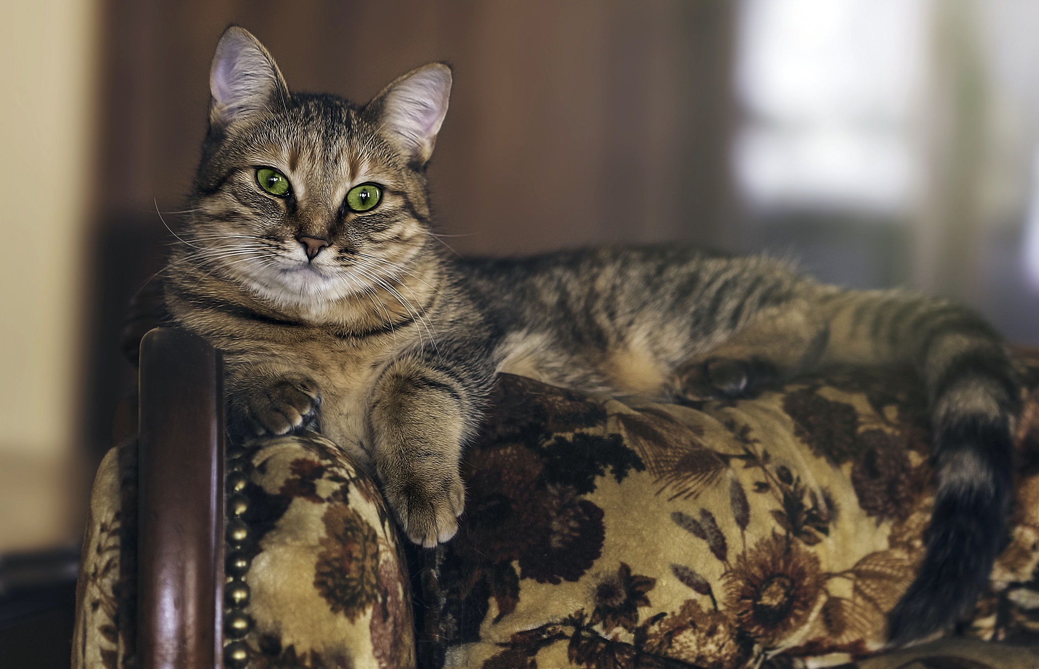 Baixe gratuitamente a imagem Animais, Gatos, Gato na área de trabalho do seu PC