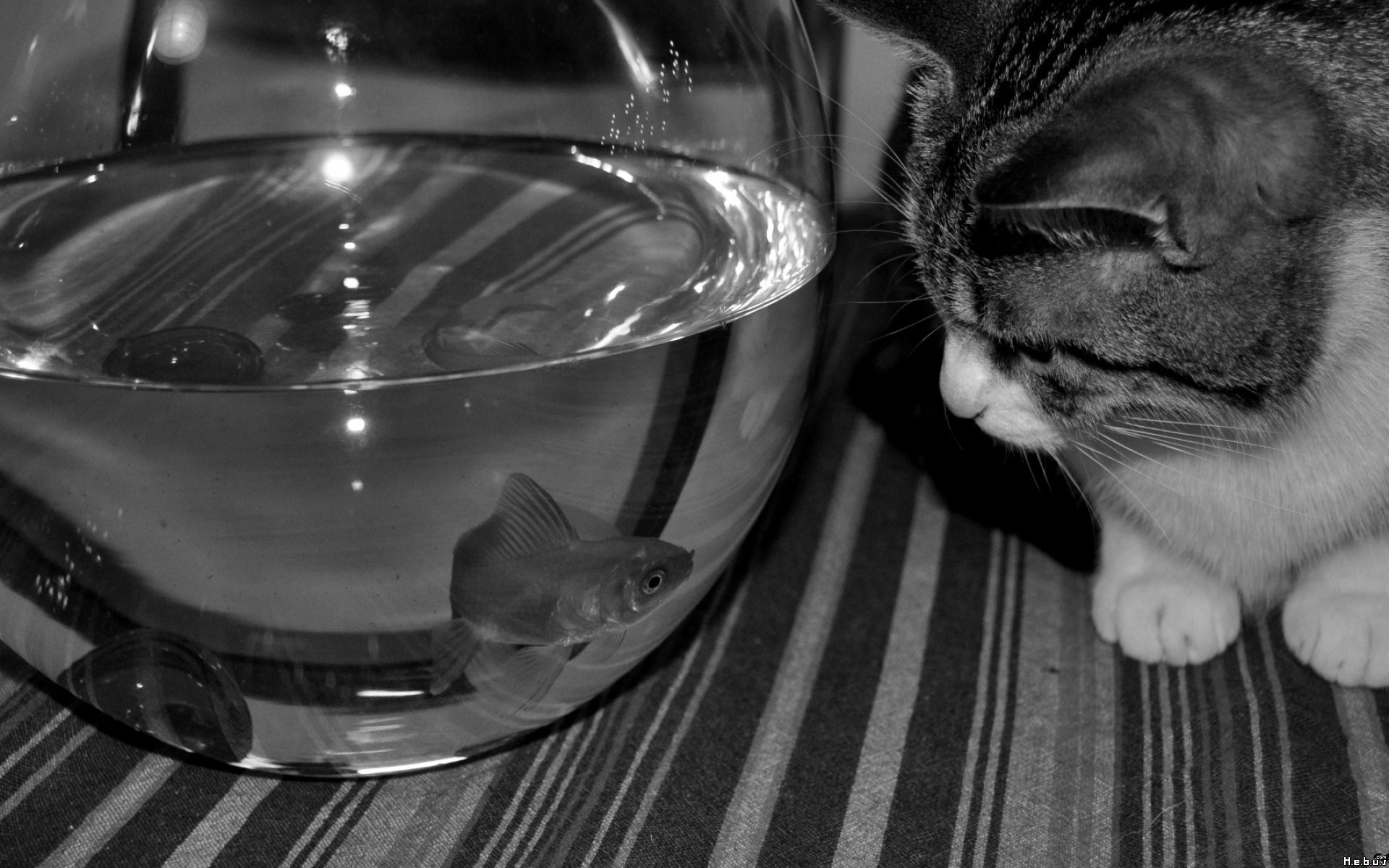 Download mobile wallpaper Cat, Fish, Cute, Photography, Black & White for free.