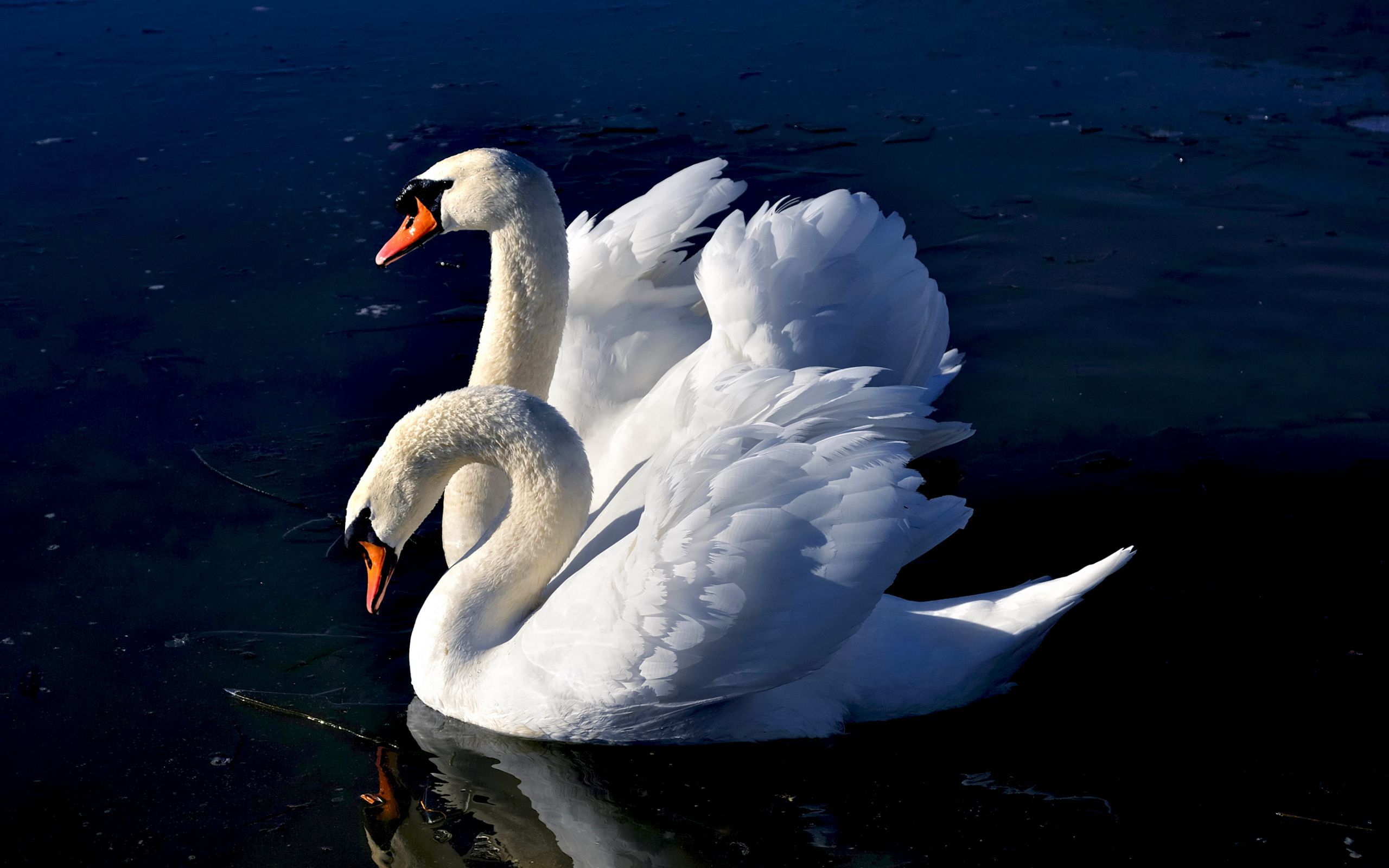 Baixar papel de parede para celular de Animais, Swans, Aves gratuito.