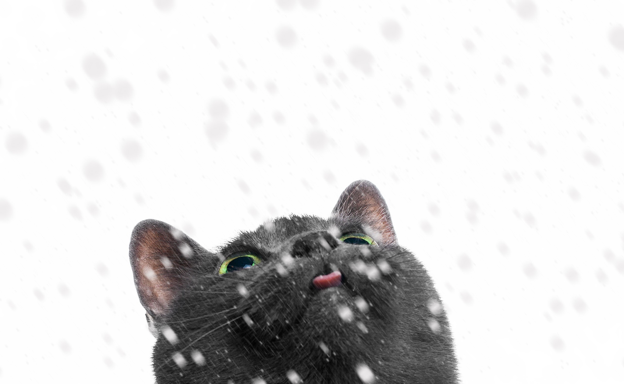 Скачати мобільні шпалери Кішка, Тварина, Коти, Снігопад безкоштовно.