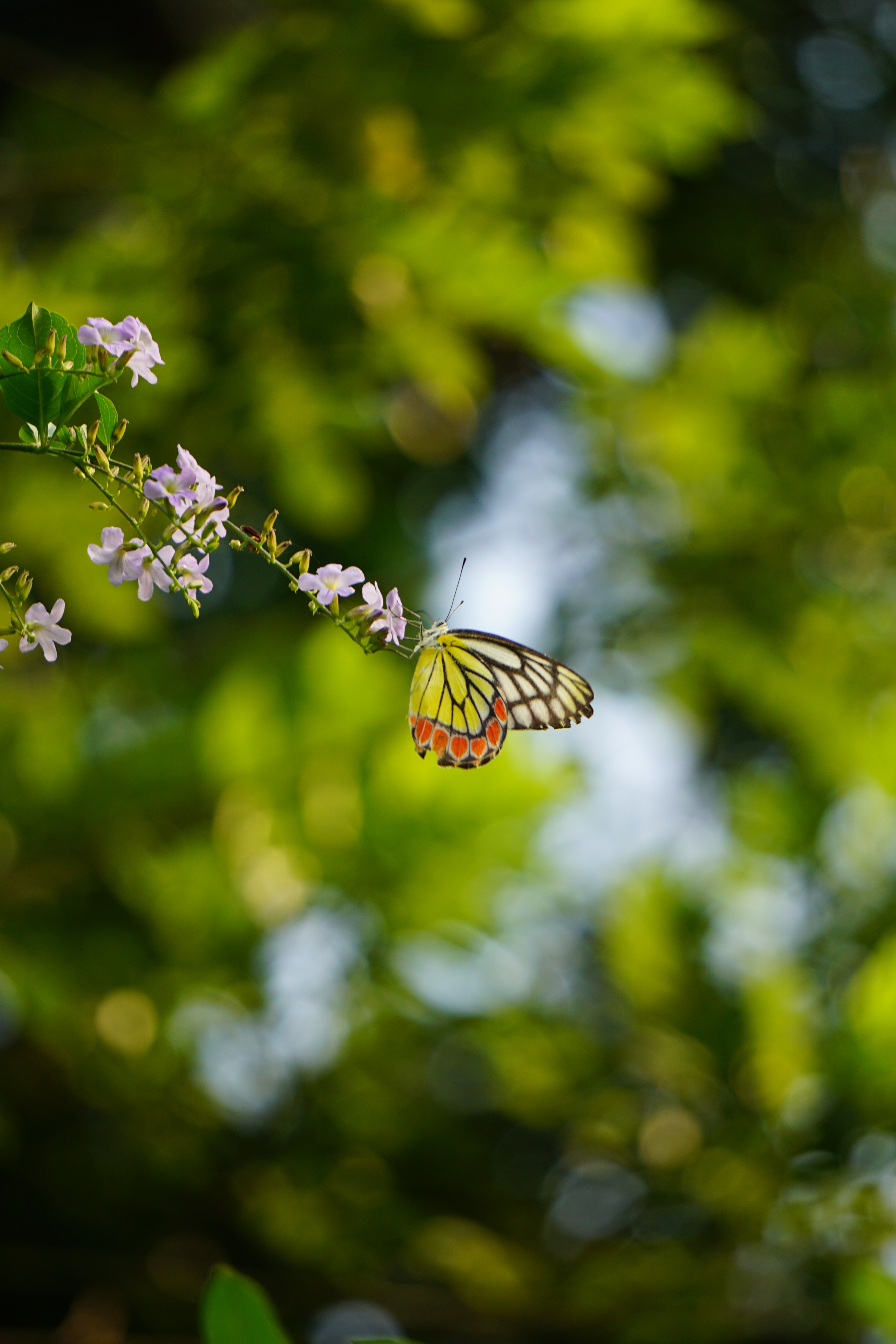 Download mobile wallpaper Macro, Branch, Flowers, Butterfly, Blur for free.
