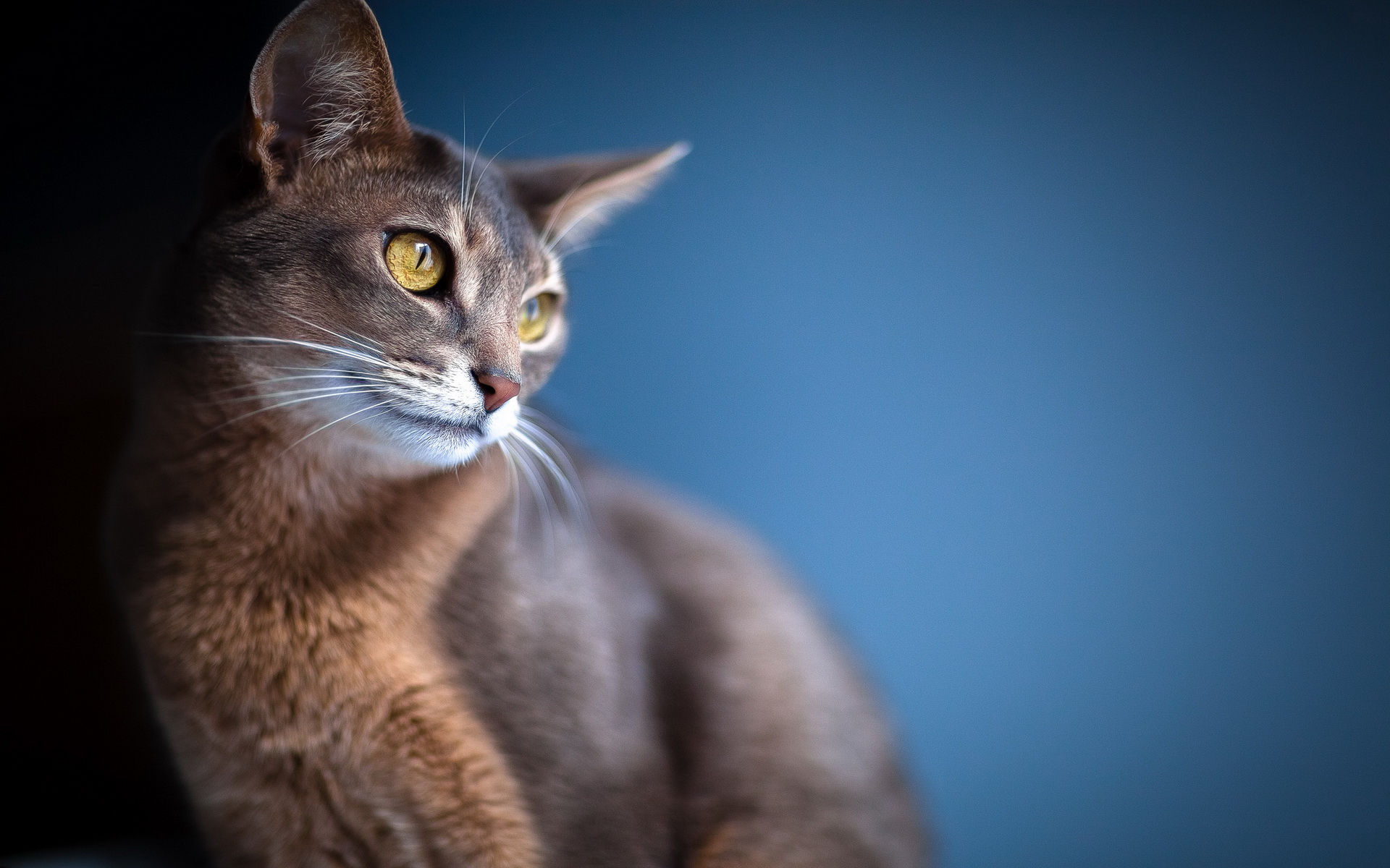 Téléchargez gratuitement l'image Animaux, Chats, Chat sur le bureau de votre PC