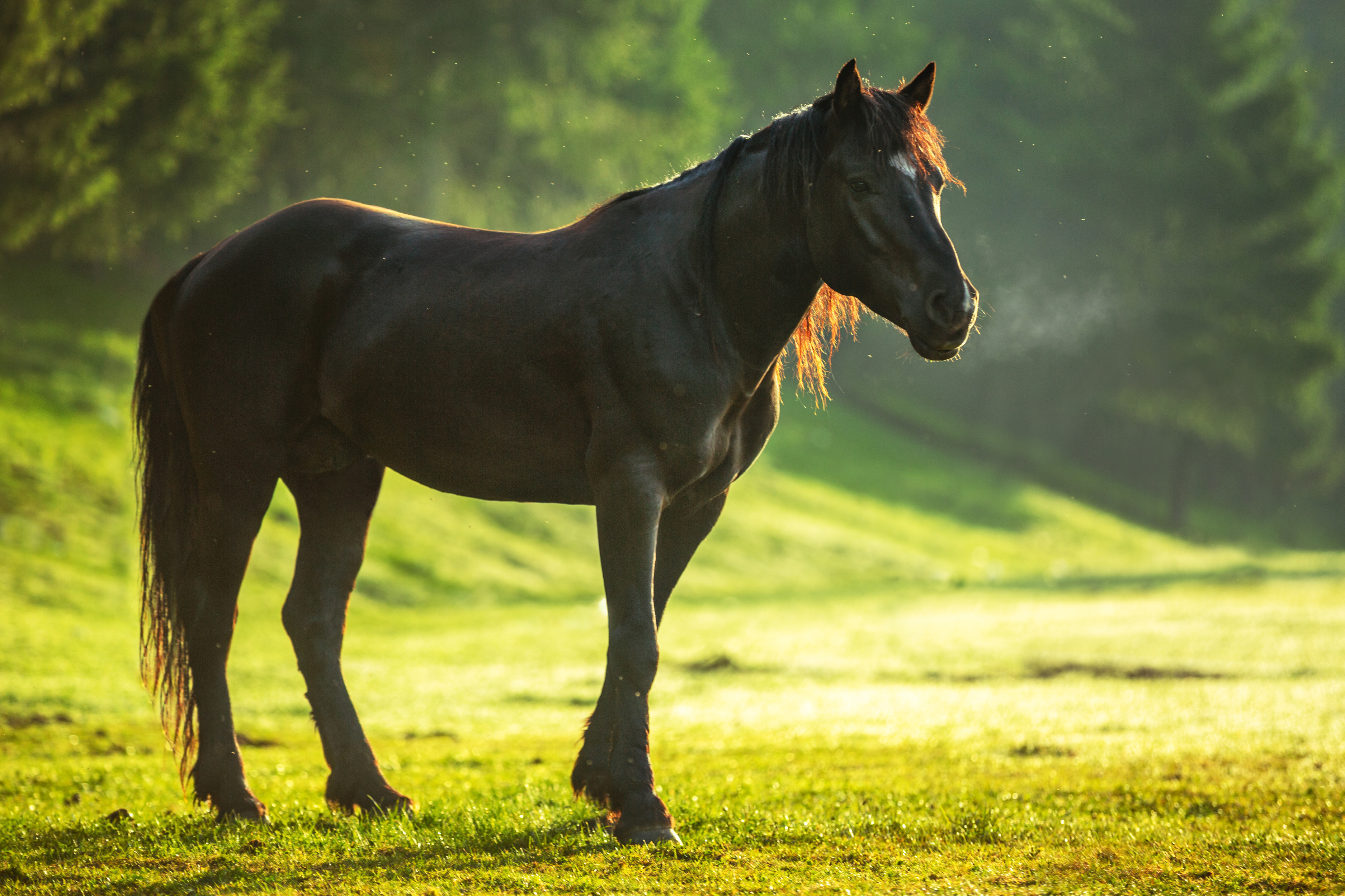 PCデスクトップに動物, 馬, 被写界深度画像を無料でダウンロード