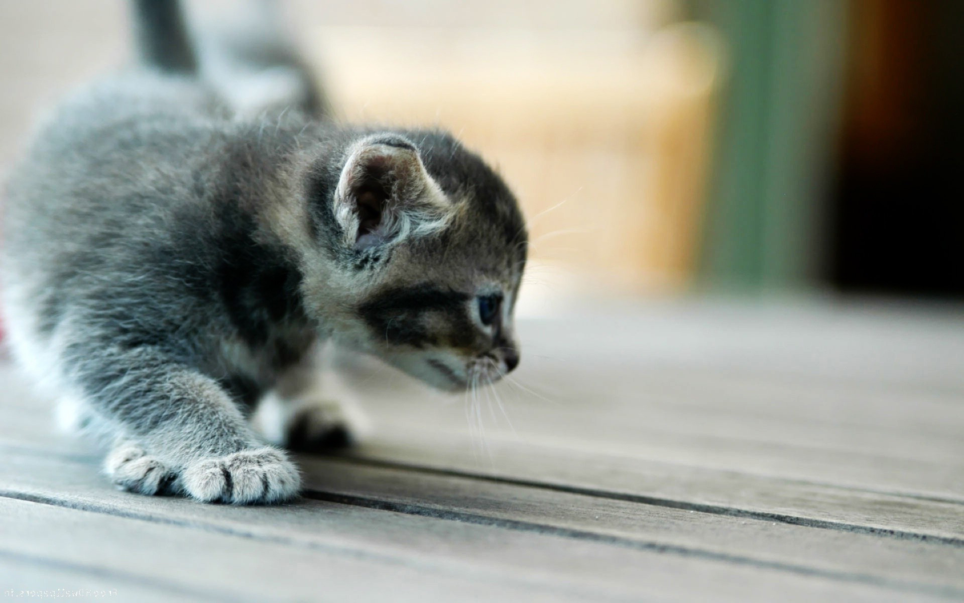 Baixe gratuitamente a imagem Animais, Gato na área de trabalho do seu PC