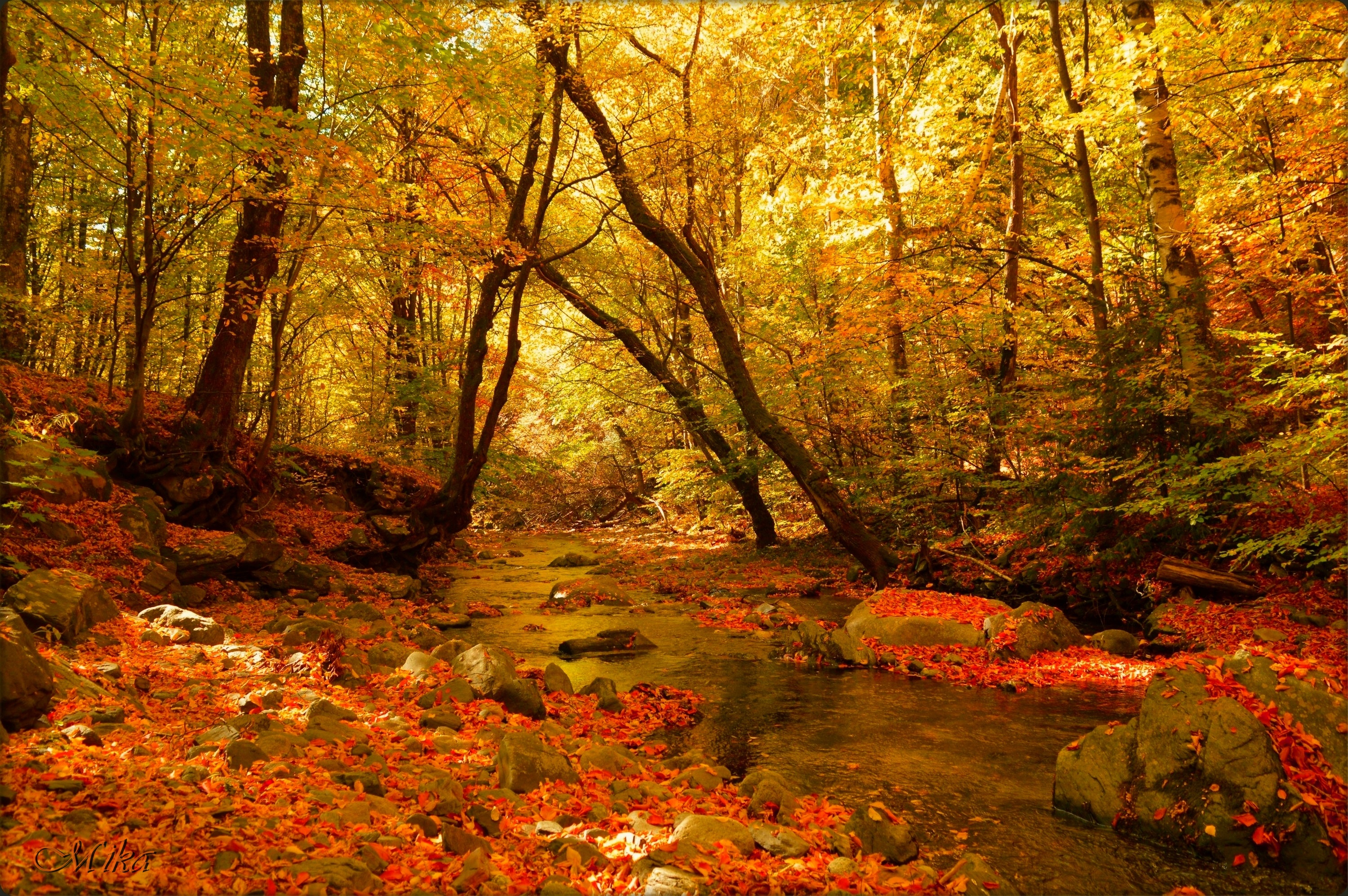 Скачать картинку Природа, Осень, Лес, Ручей, Земля/природа в телефон бесплатно.