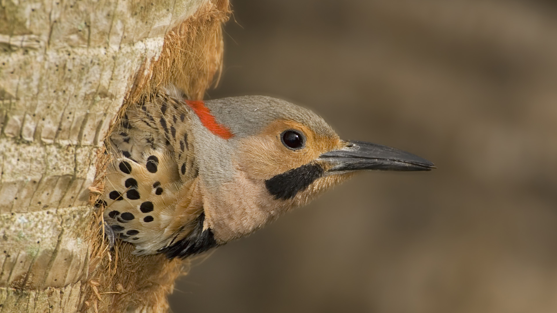 PCデスクトップに動物, 鳥画像を無料でダウンロード