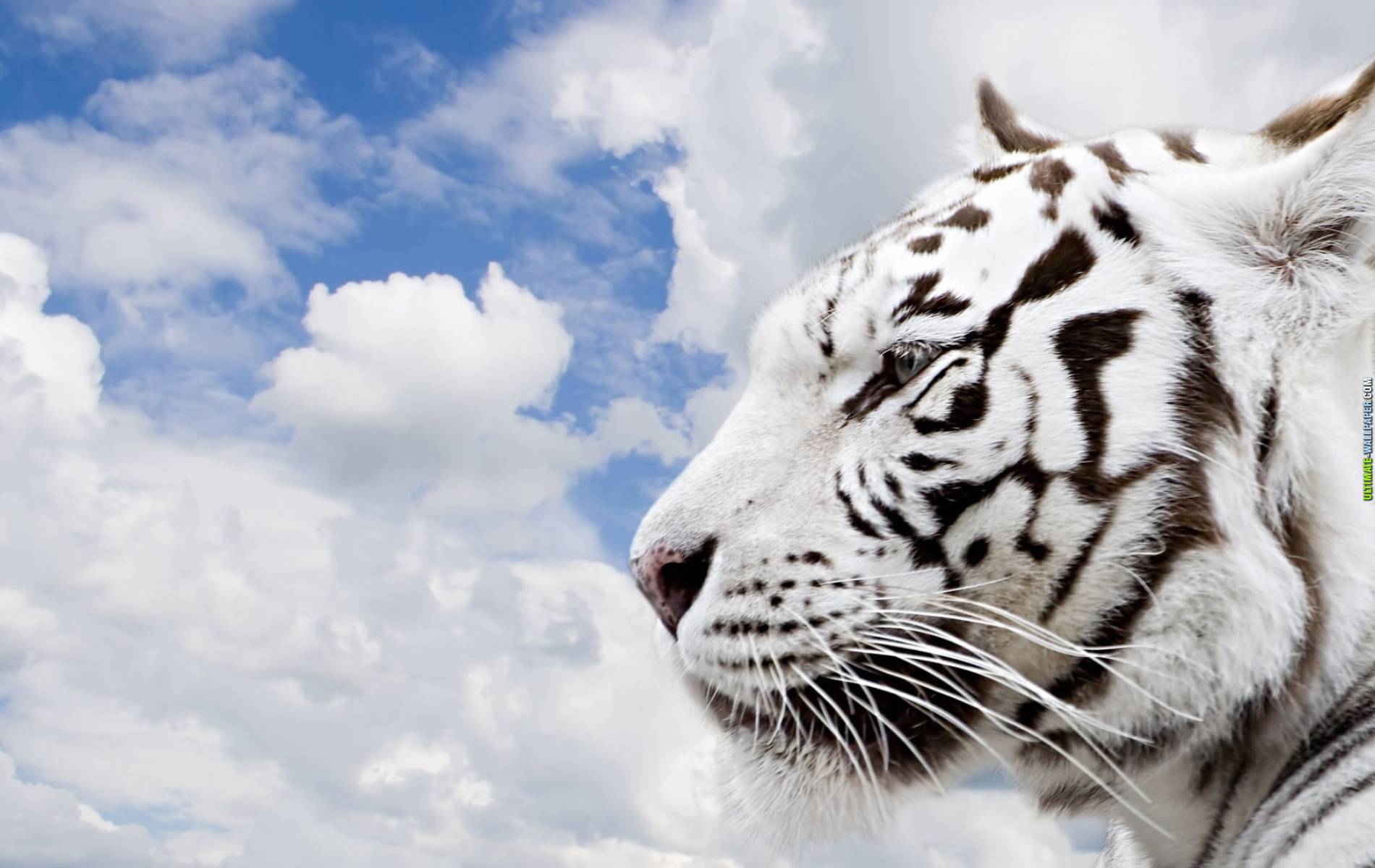 174617 Bild herunterladen tiger, tiere, weißer tiger, katzen - Hintergrundbilder und Bildschirmschoner kostenlos