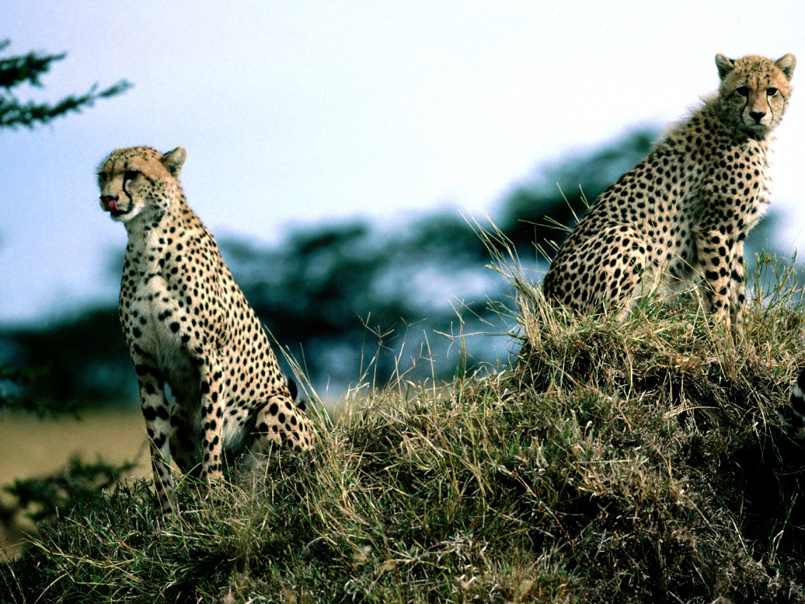 Free download wallpaper Cats, Cheetah, Animal on your PC desktop