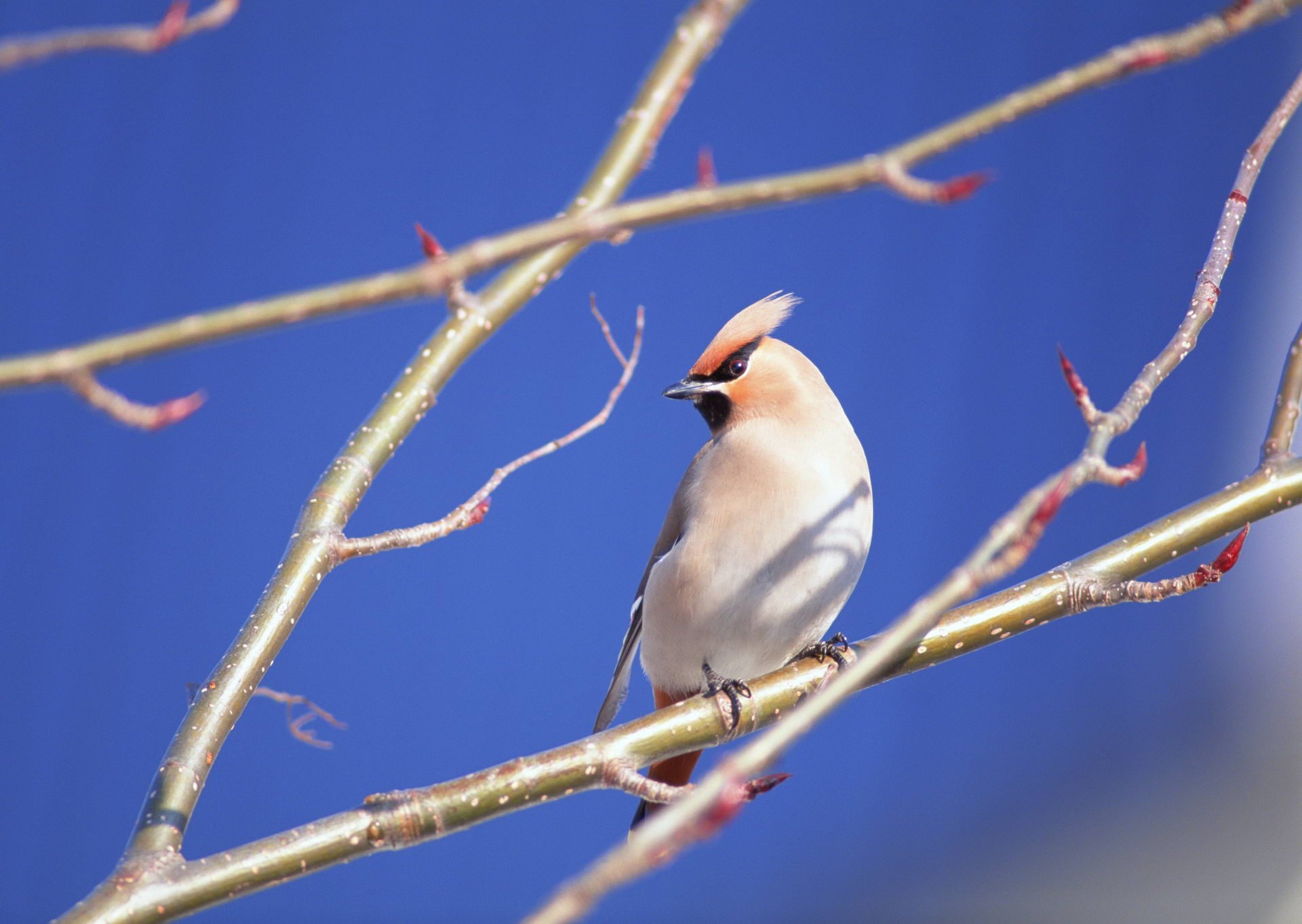 PCデスクトップに鳥, 動物画像を無料でダウンロード