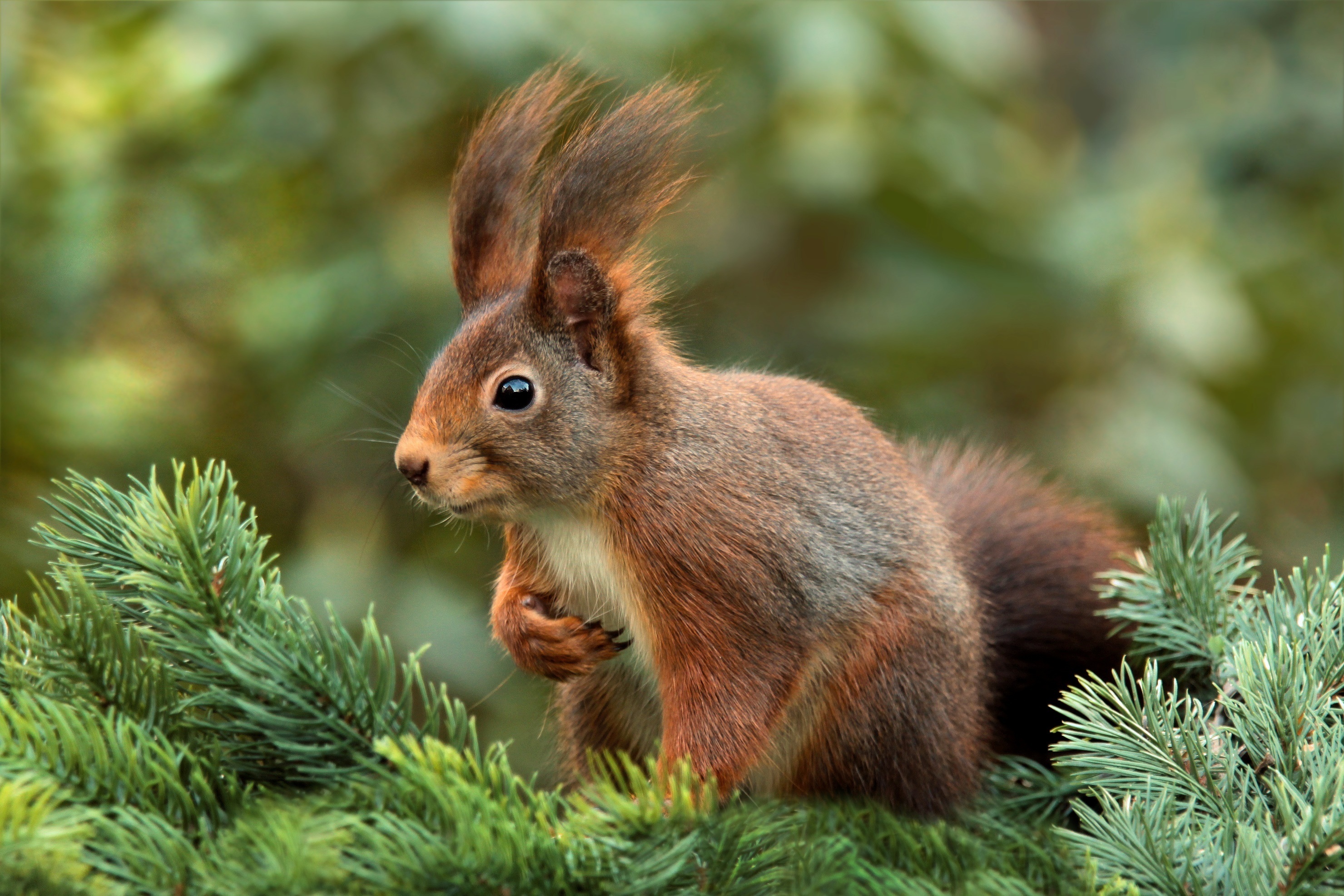 Free download wallpaper Spruce, Fir, Squirrel, Blur, Smooth, Animals on your PC desktop
