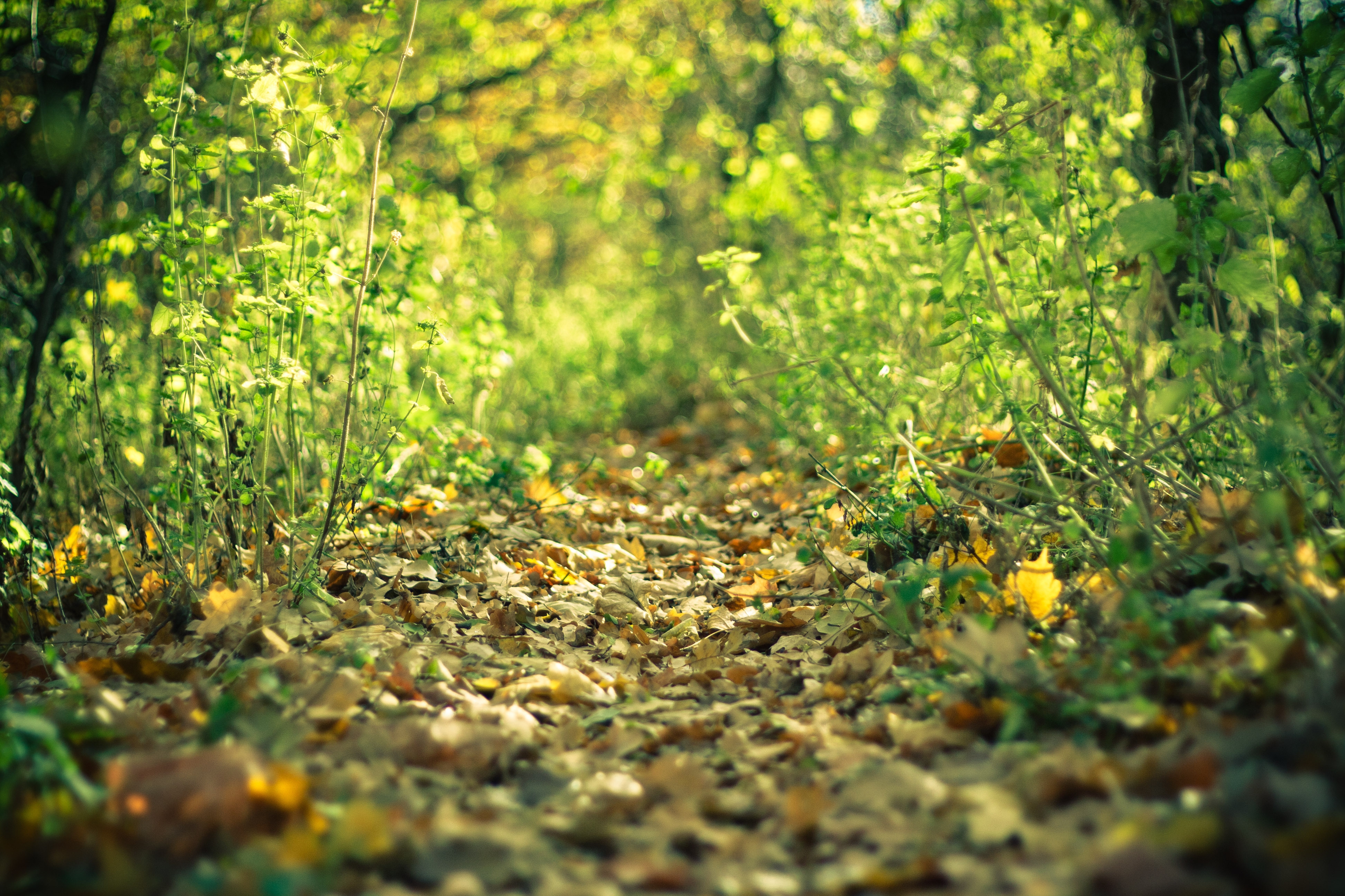 Download mobile wallpaper Trail, Grass, Path, Leaves, Nature, Autumn for free.