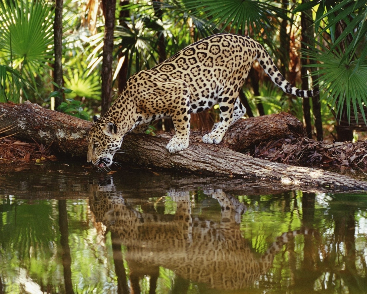 Handy-Wallpaper Leopards, Tiere kostenlos herunterladen.