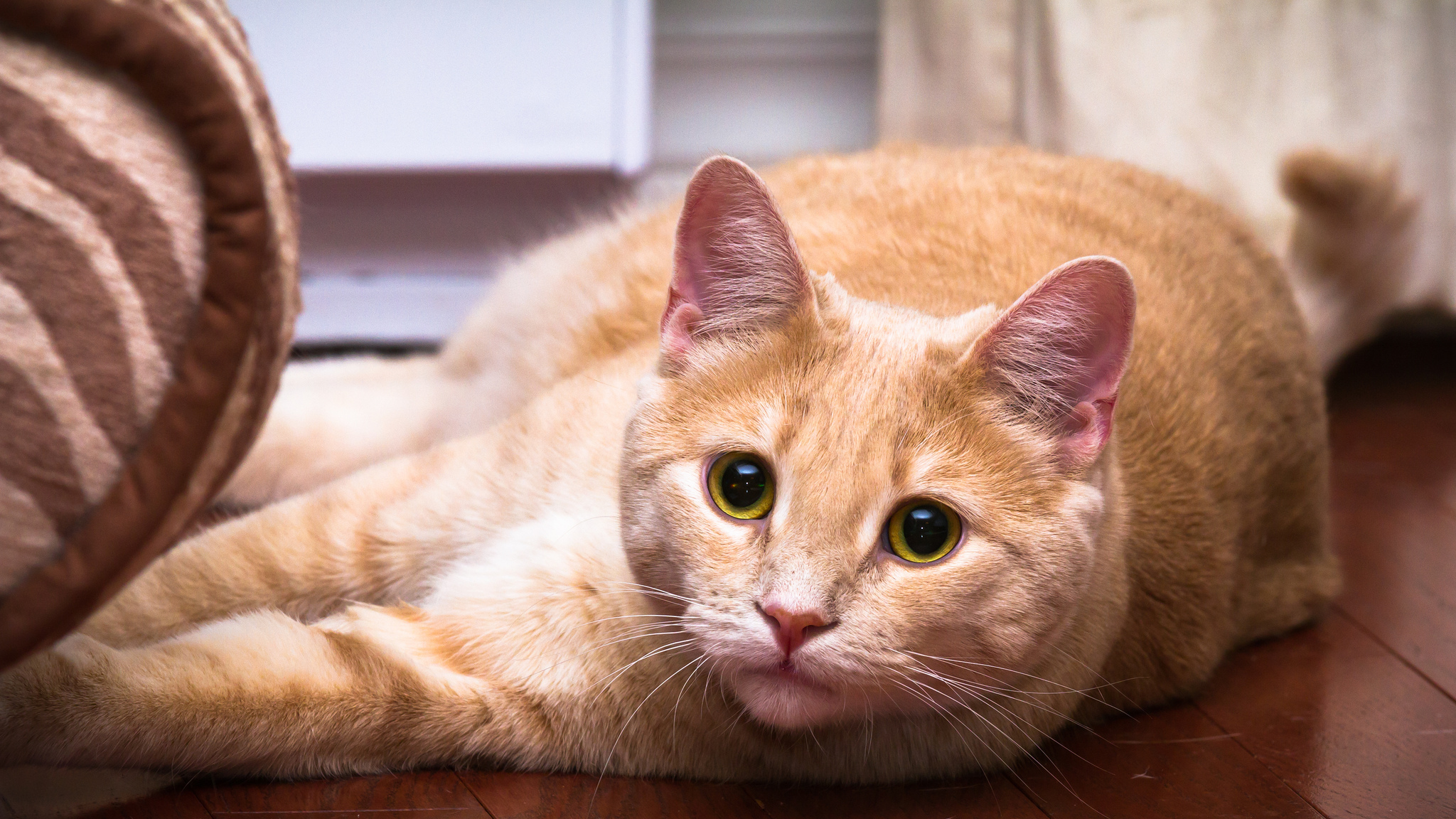 無料モバイル壁紙動物, ネコ, 猫をダウンロードします。