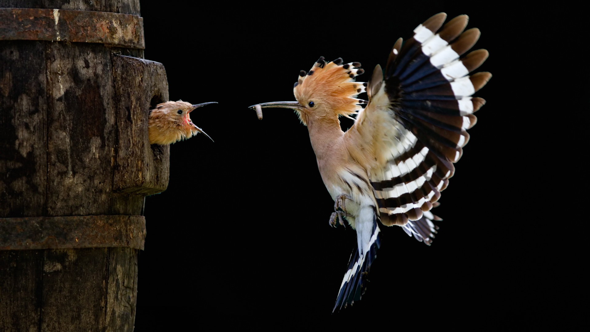 Free download wallpaper Bird, Animal, Hoopoe on your PC desktop