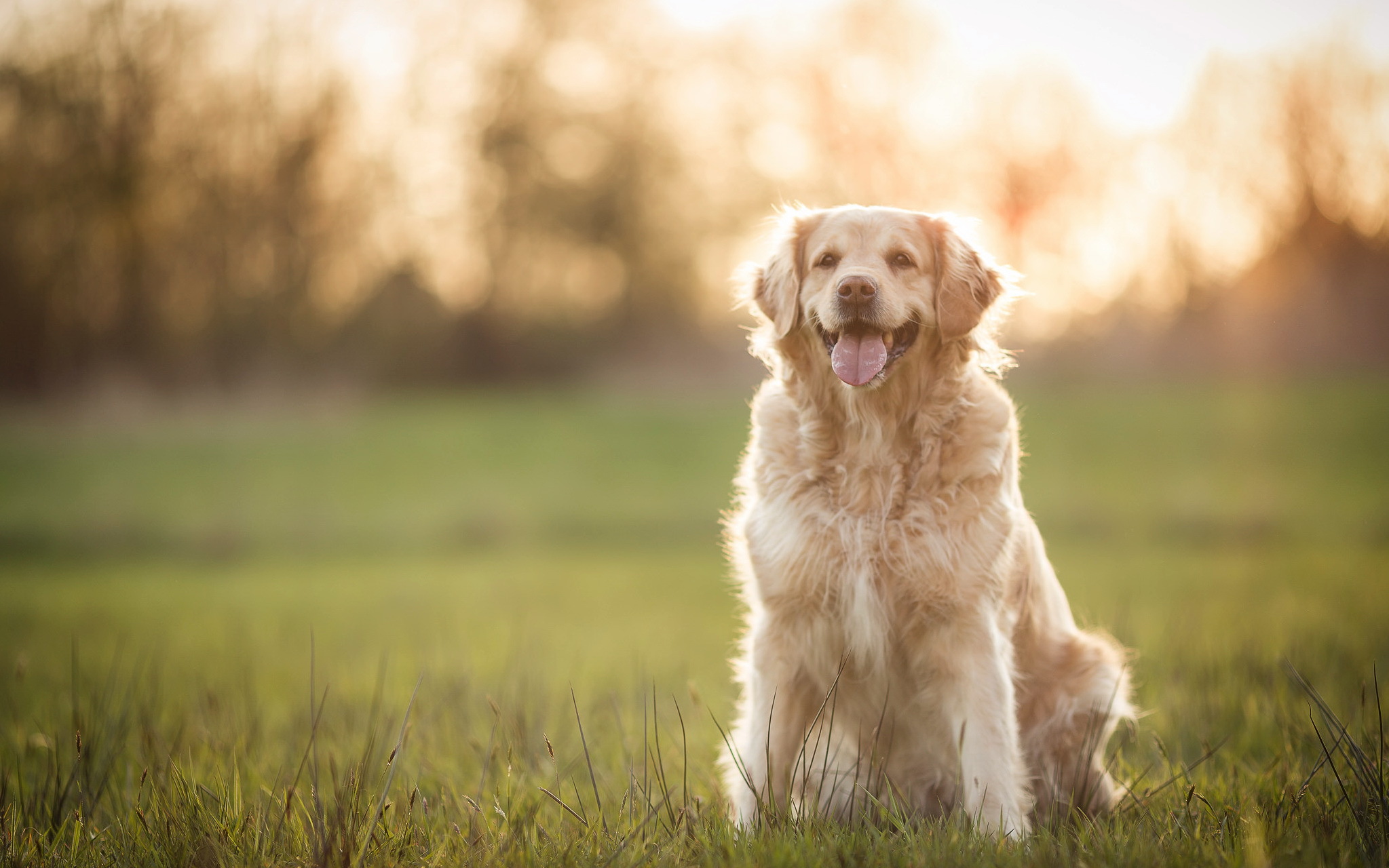 Handy-Wallpaper Tiere, Hunde, Hund, Golden Retriever, Tiefenschärfe kostenlos herunterladen.