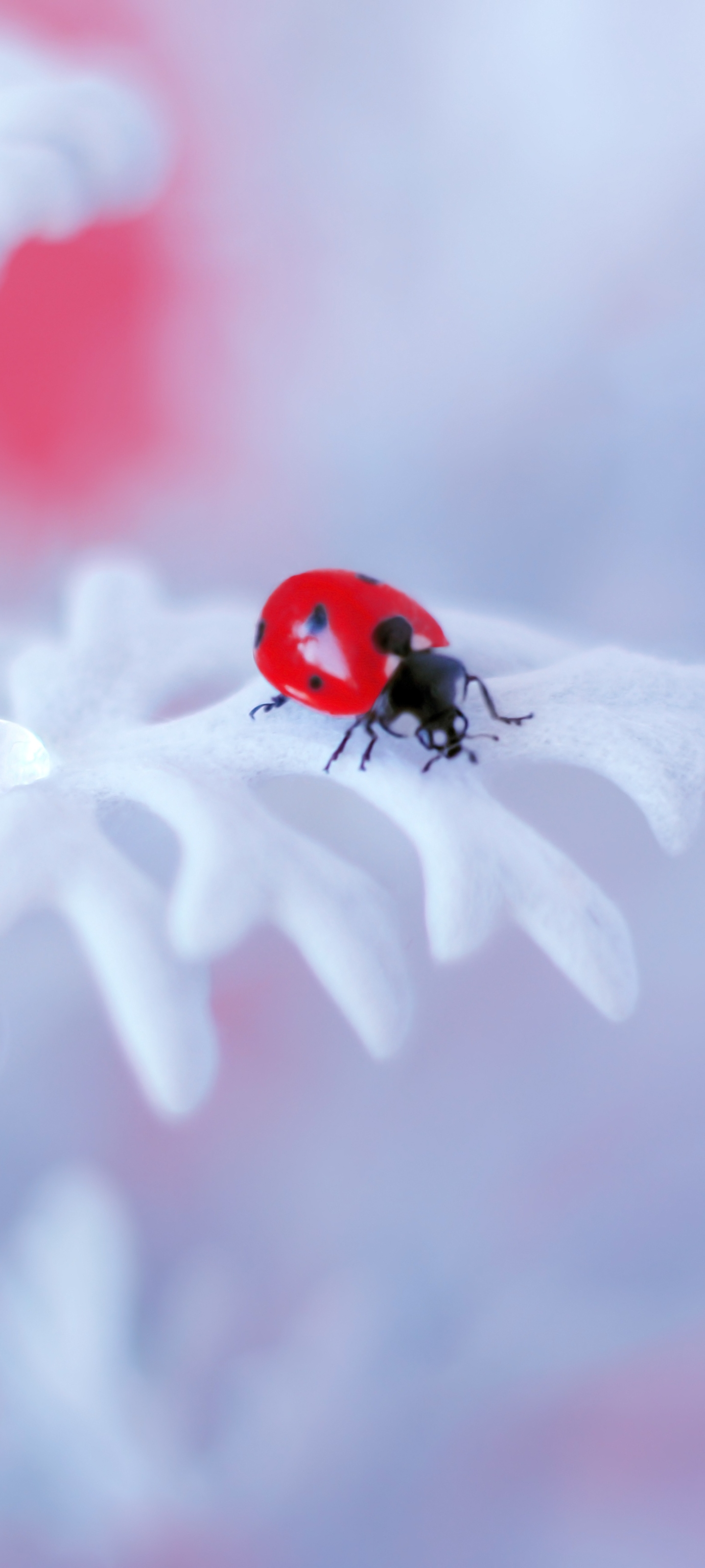 Download mobile wallpaper Macro, Insect, Animal, Ladybug for free.
