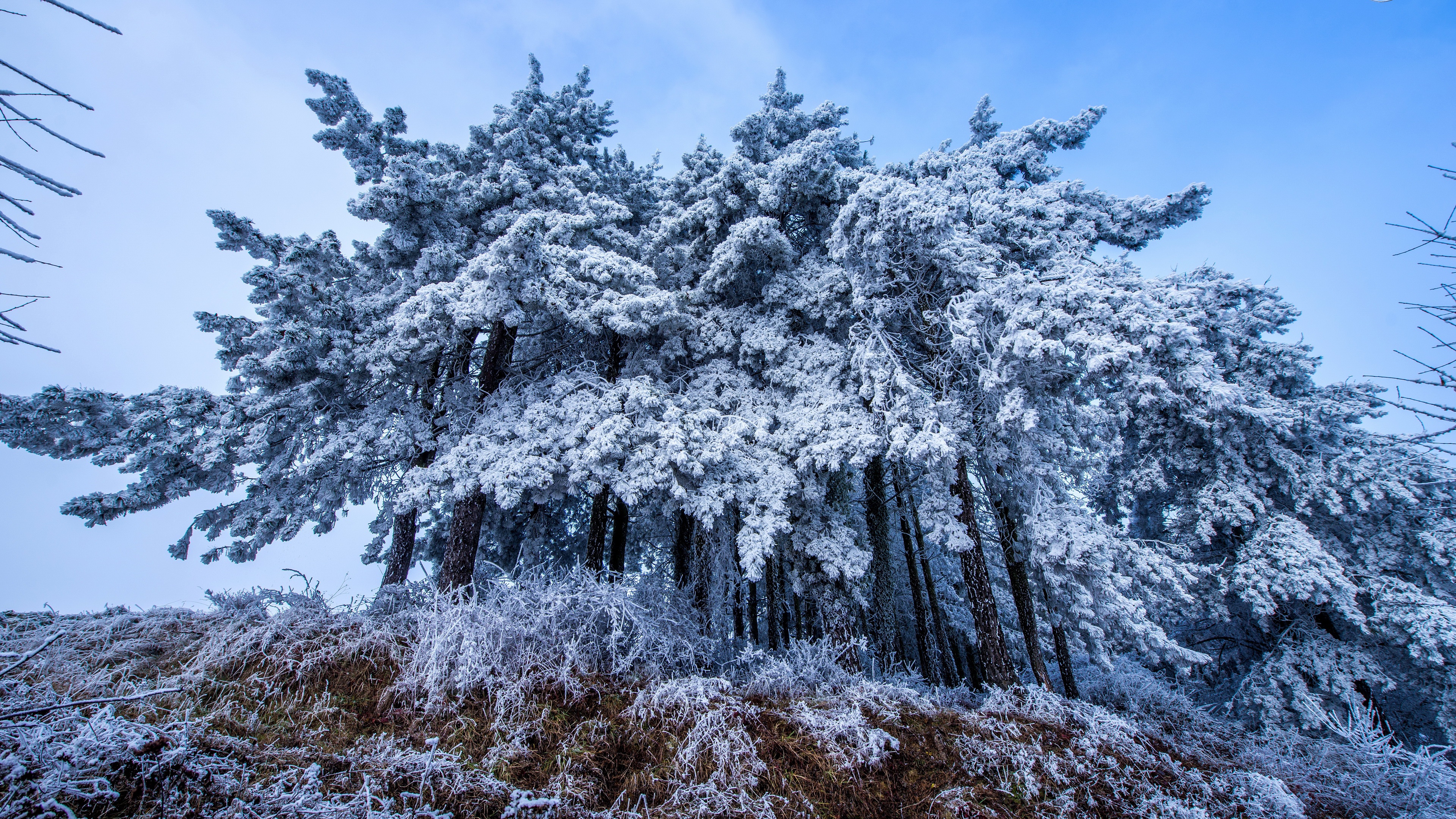 Handy-Wallpaper Winter, Wald, Baum, Frost, Erde/natur kostenlos herunterladen.