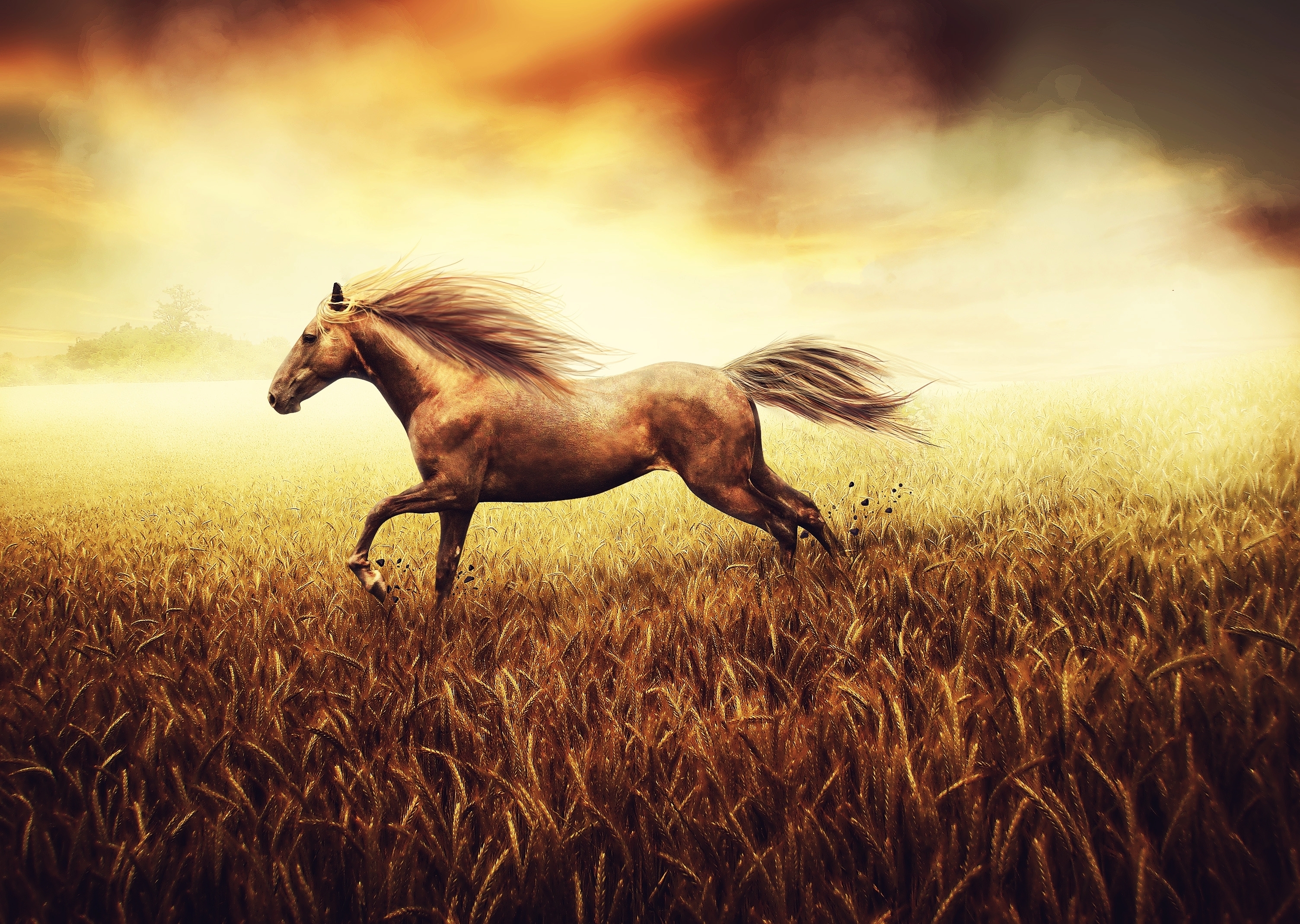 Download mobile wallpaper Animal, Horse for free.